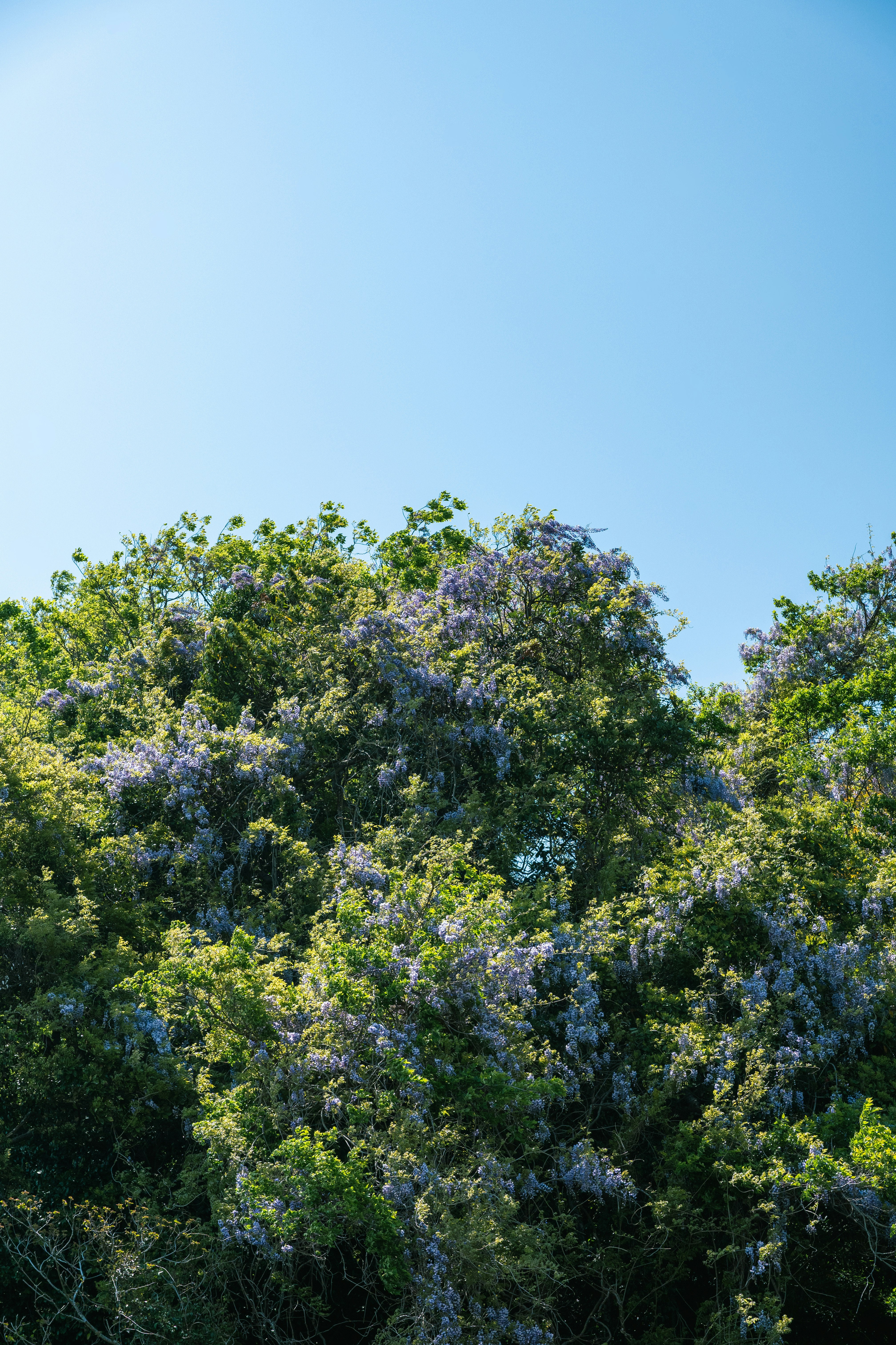 自然に咲く藤の花が生き生きした木の枝と青空