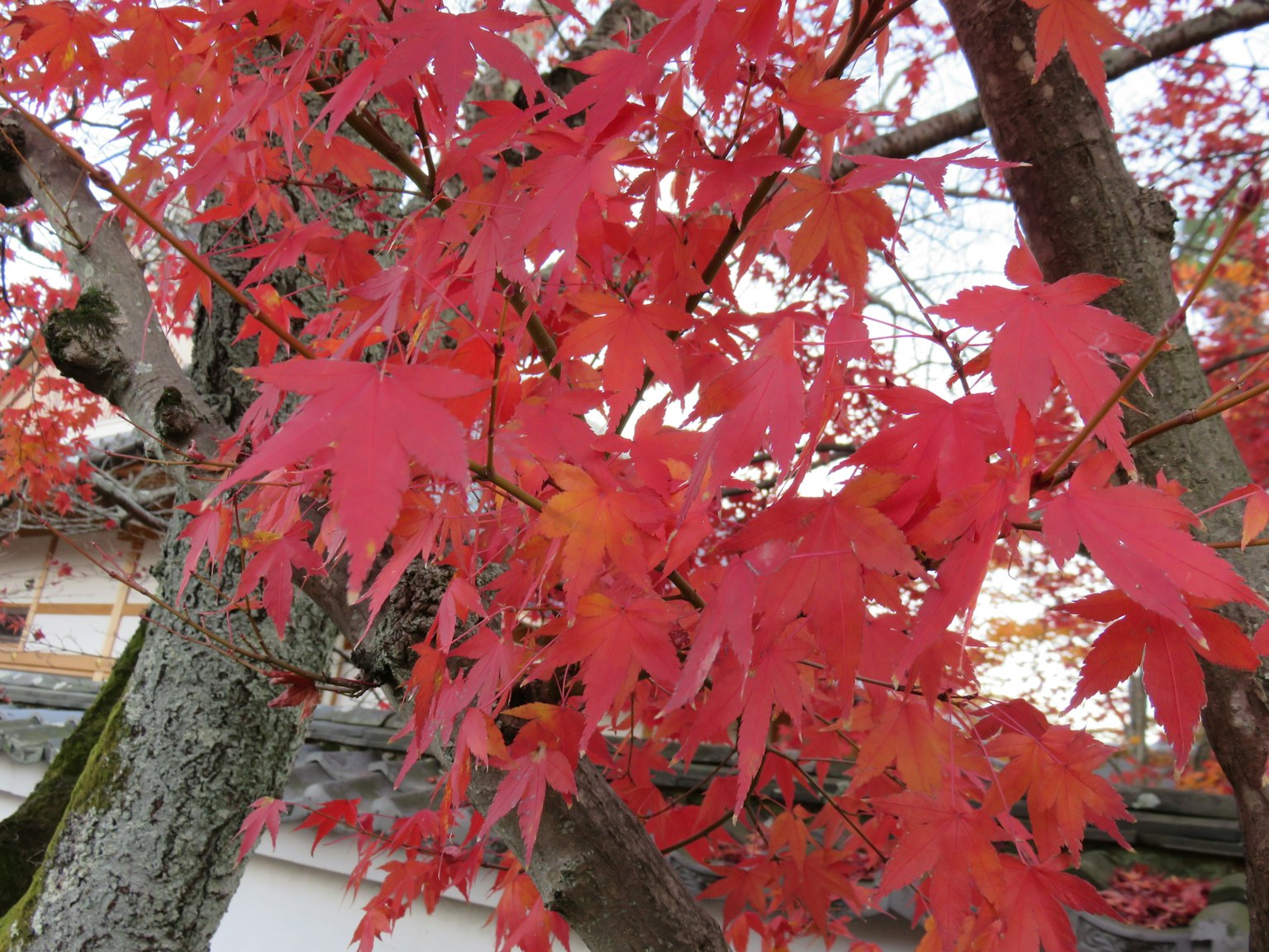 Vibrant red maple leaves on a tree branch