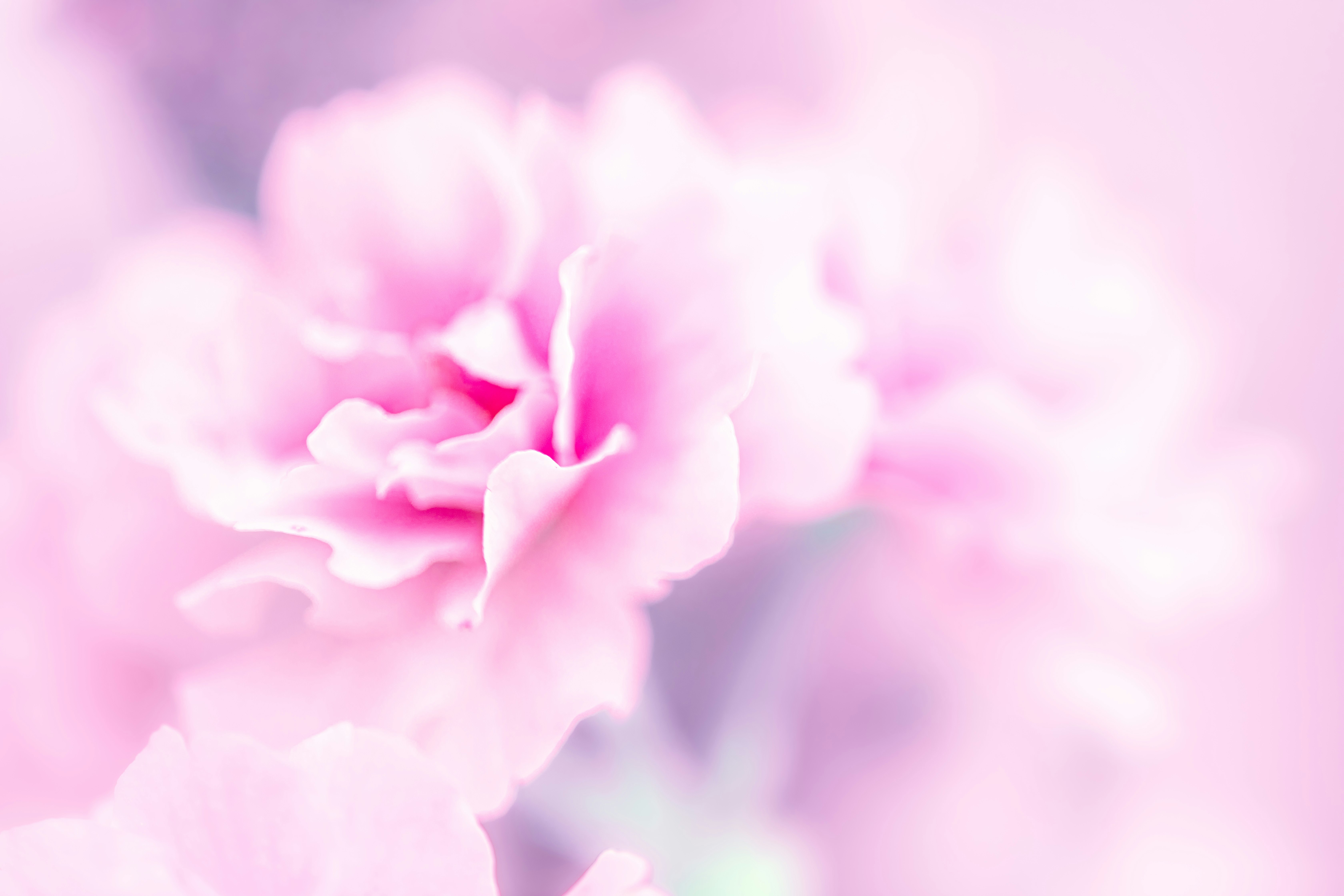 Une belle image de fleurs roses douces sur un fond flou