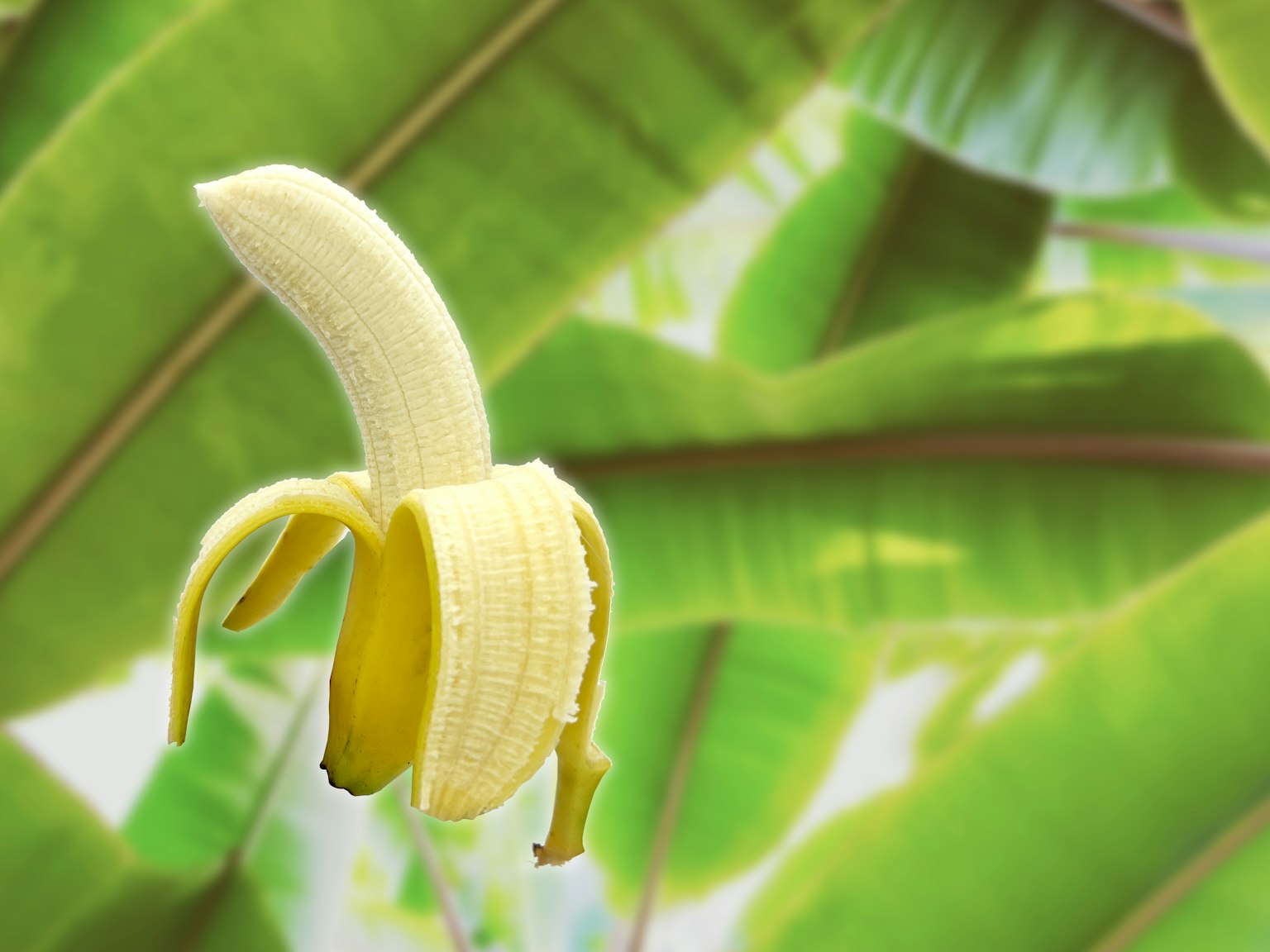 Una banana sbucciata che galleggia su uno sfondo di foglie verdi