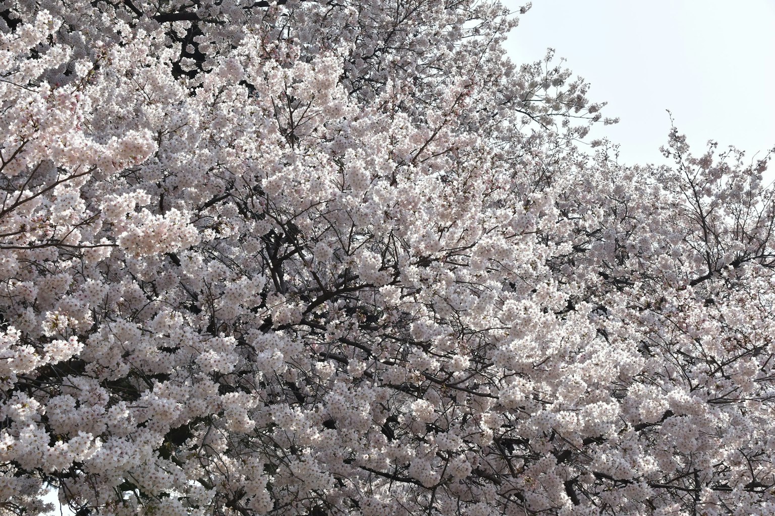 Primo piano di alberi di ciliegio in fiore