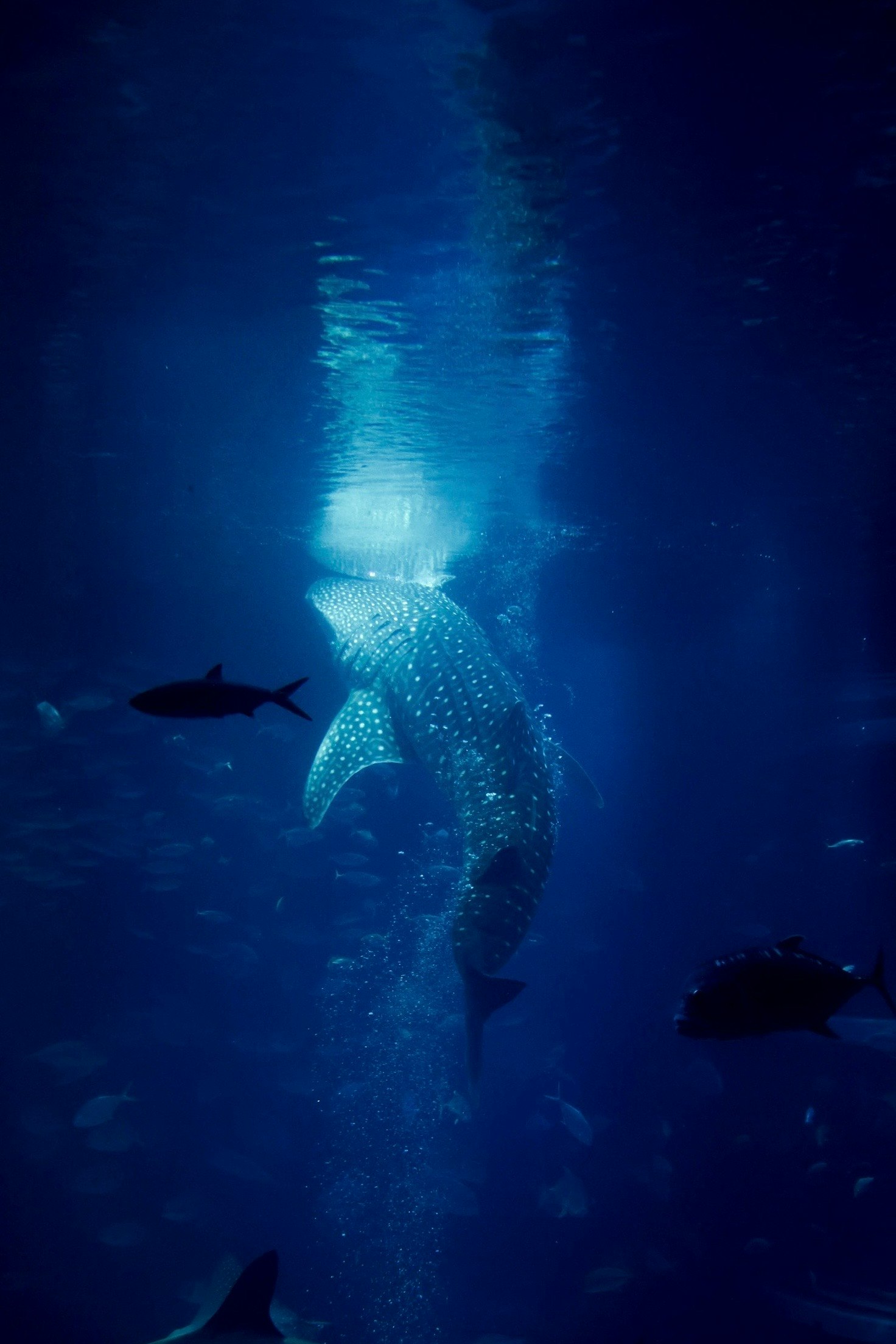 青い海中で泳ぐジンベエザメのシルエット