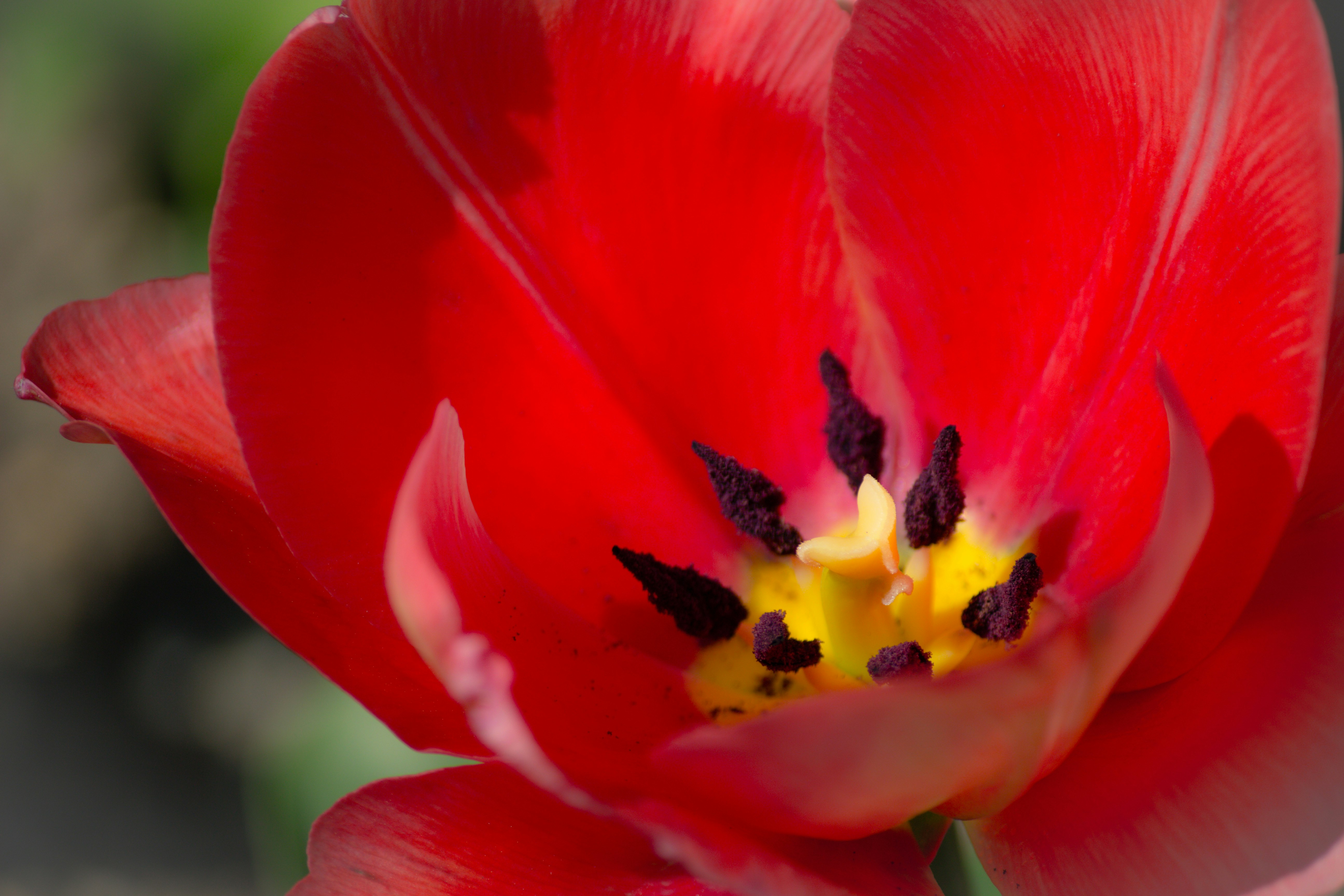 Close-up of a red tulip flower