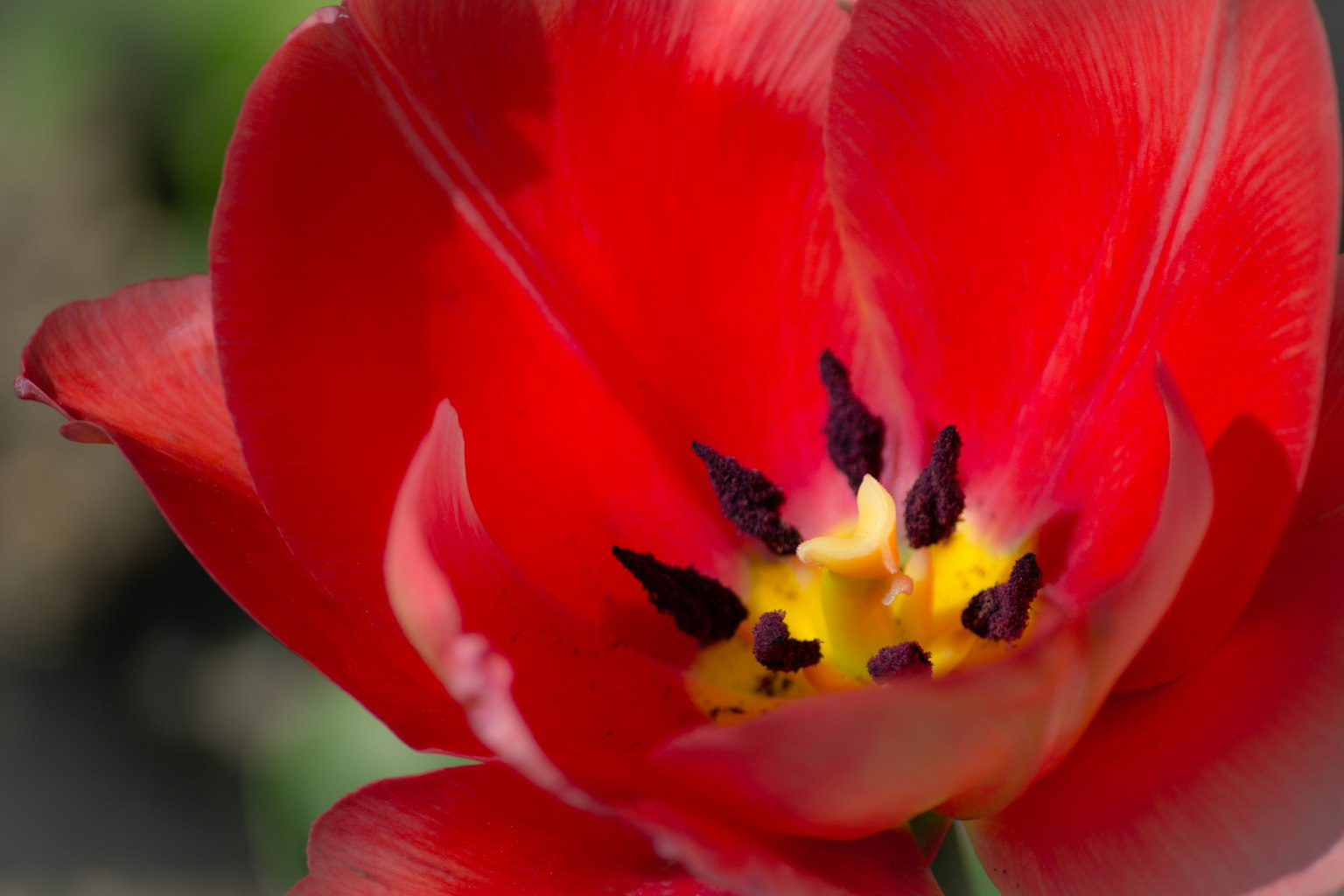 Primer plano de una vibrante flor de tulipán rojo con un centro amarillo y negro