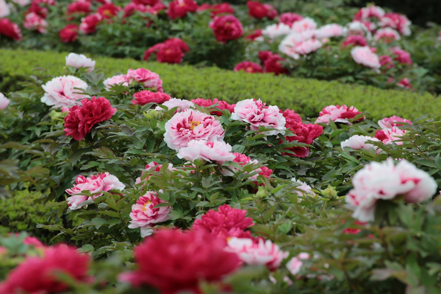 Scena di giardino vibrante con rose rosse e rosa in fiore