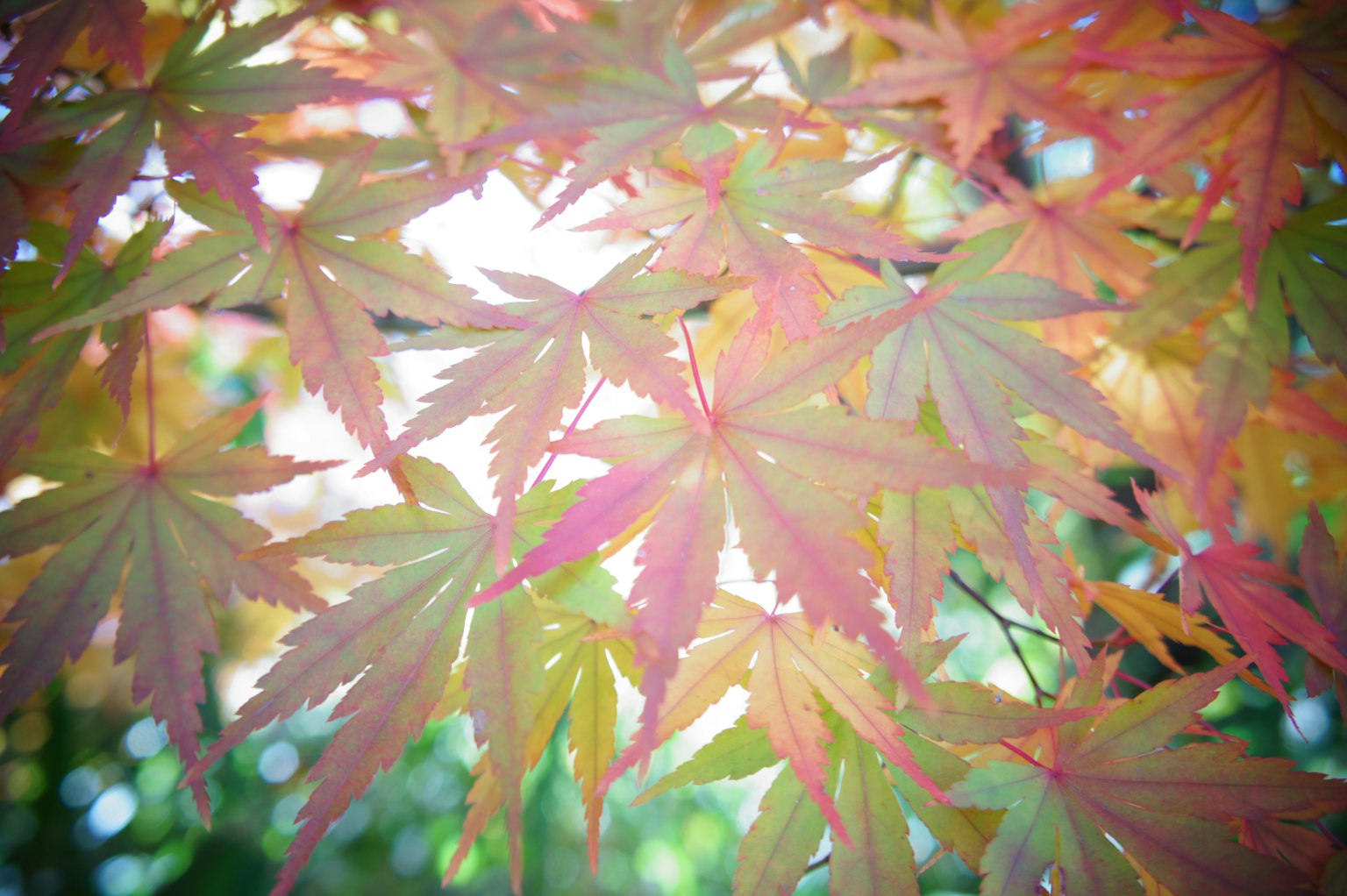 色彩斑斓的枫叶重叠在一起的美丽景象