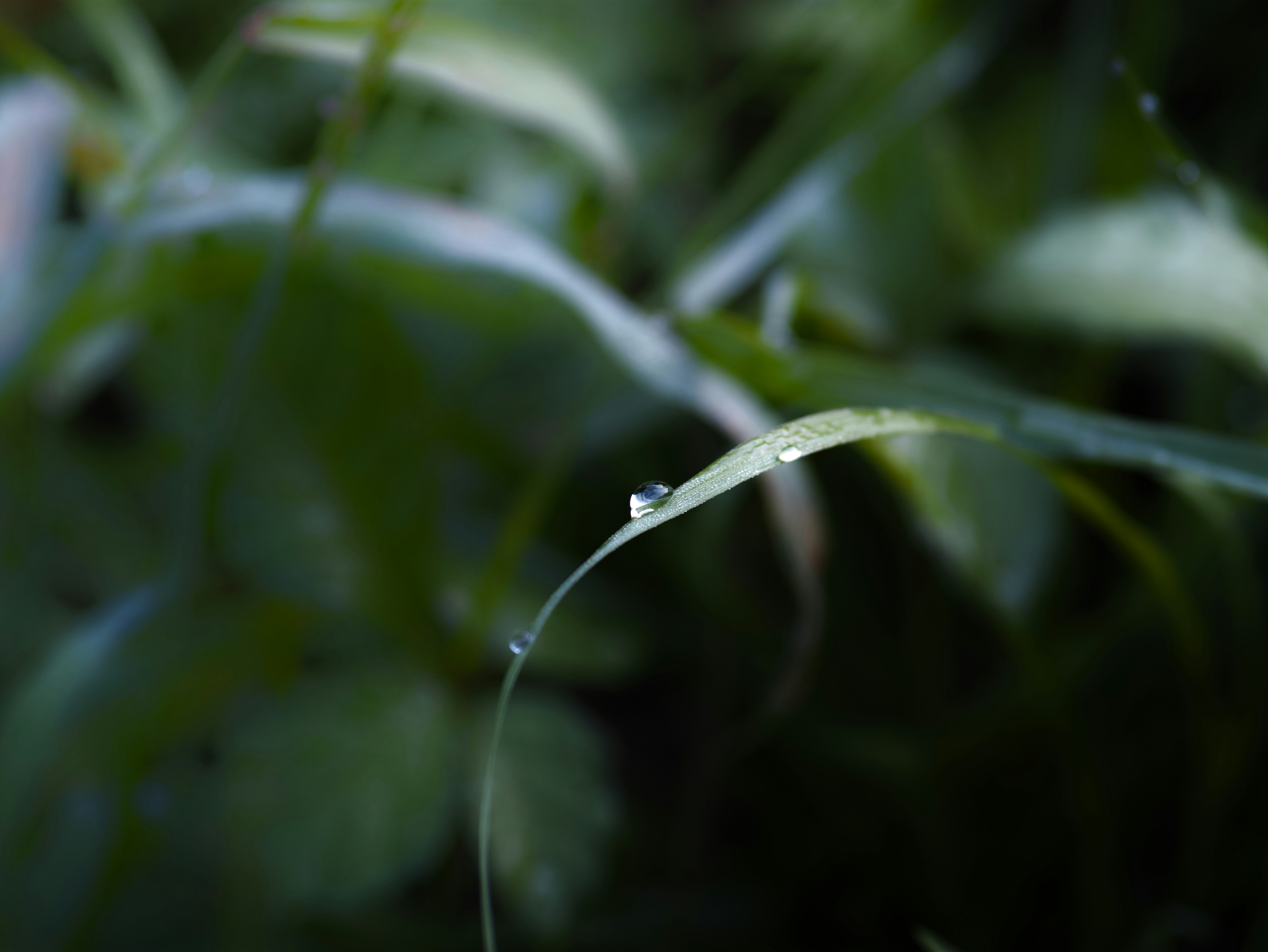雨上がりの草葉に滴る水滴のマクロ