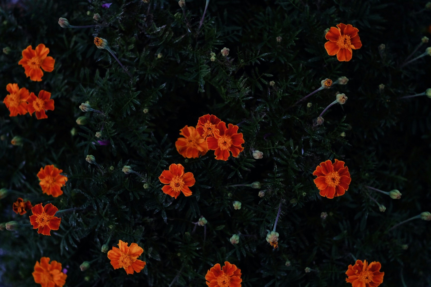 暗い背景に咲くオレンジの花々