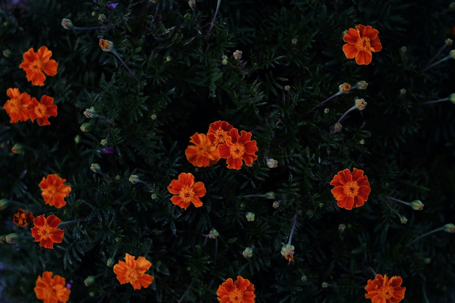 Bunga marigold oranye mekar di antara dedaunan hijau