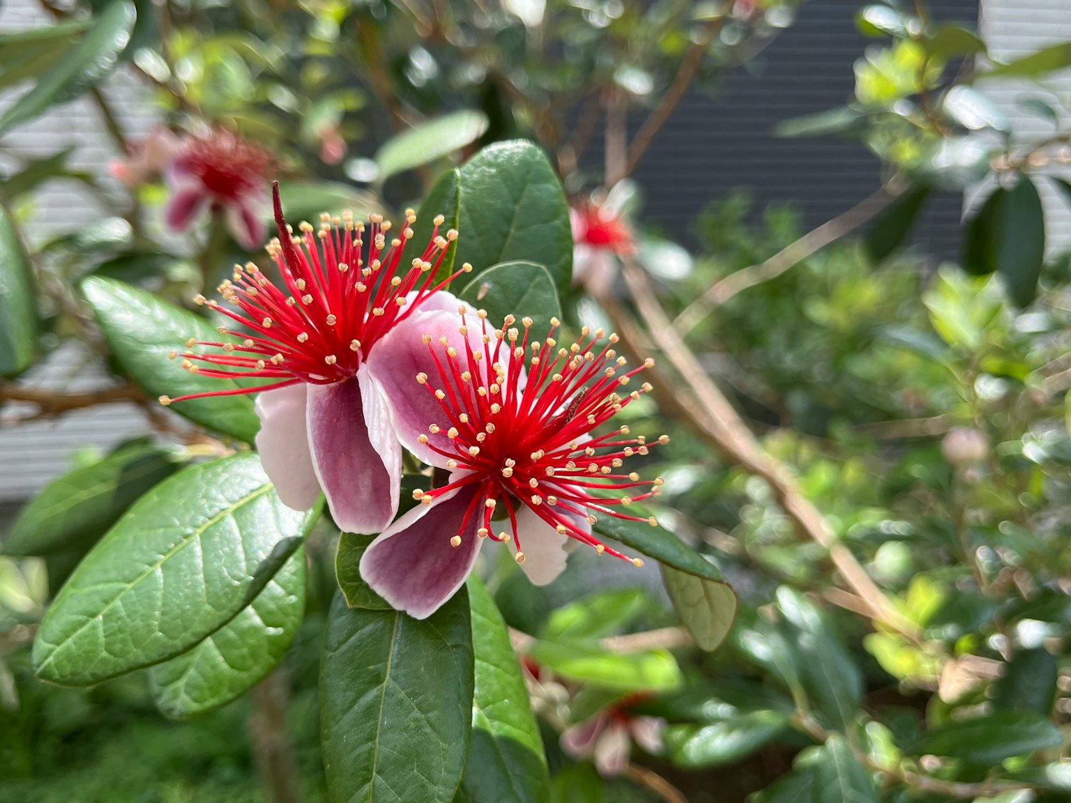 特寫的植物，紅色花朵和綠色葉子
