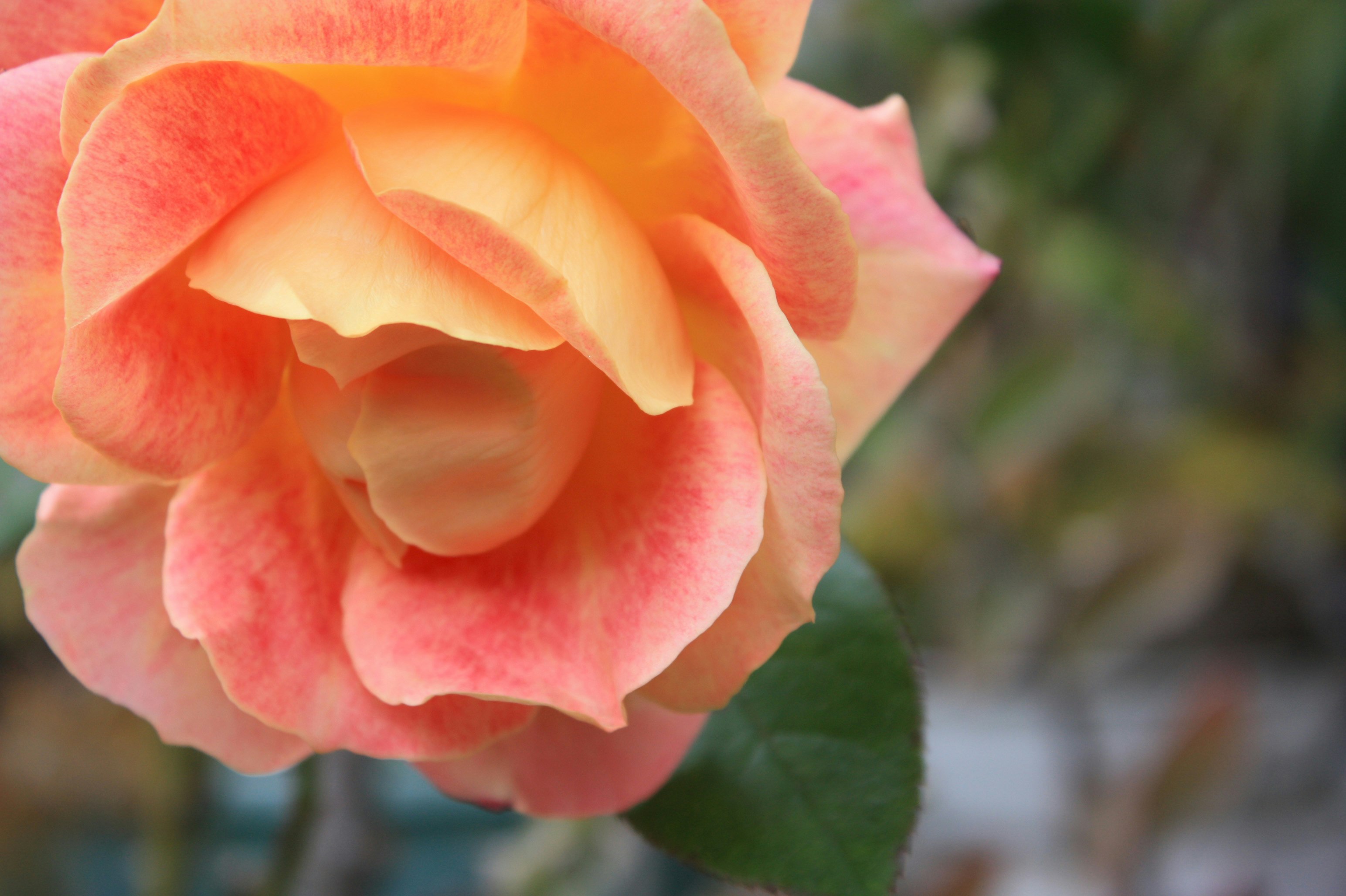 淡いピンクのバラの花のクローズアップ