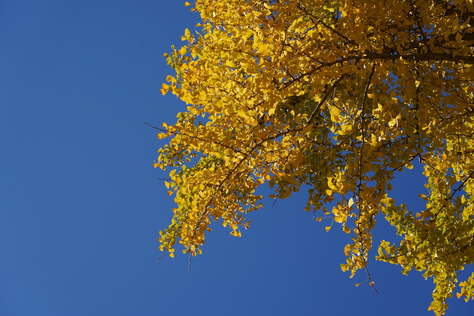 Albero con foglie gialle brillanti contro un cielo blu chiaro