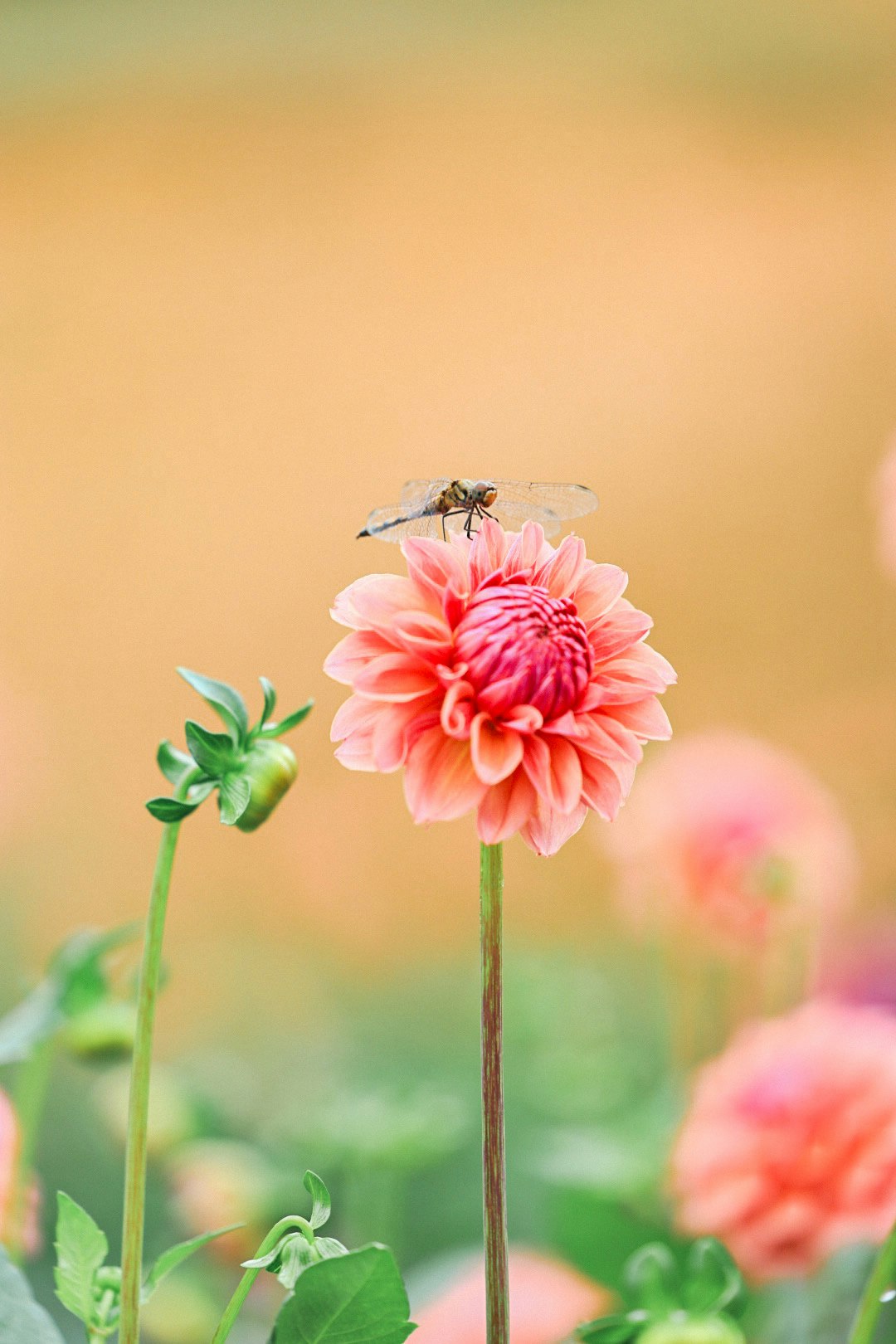 ダリアの花のクローズアップ