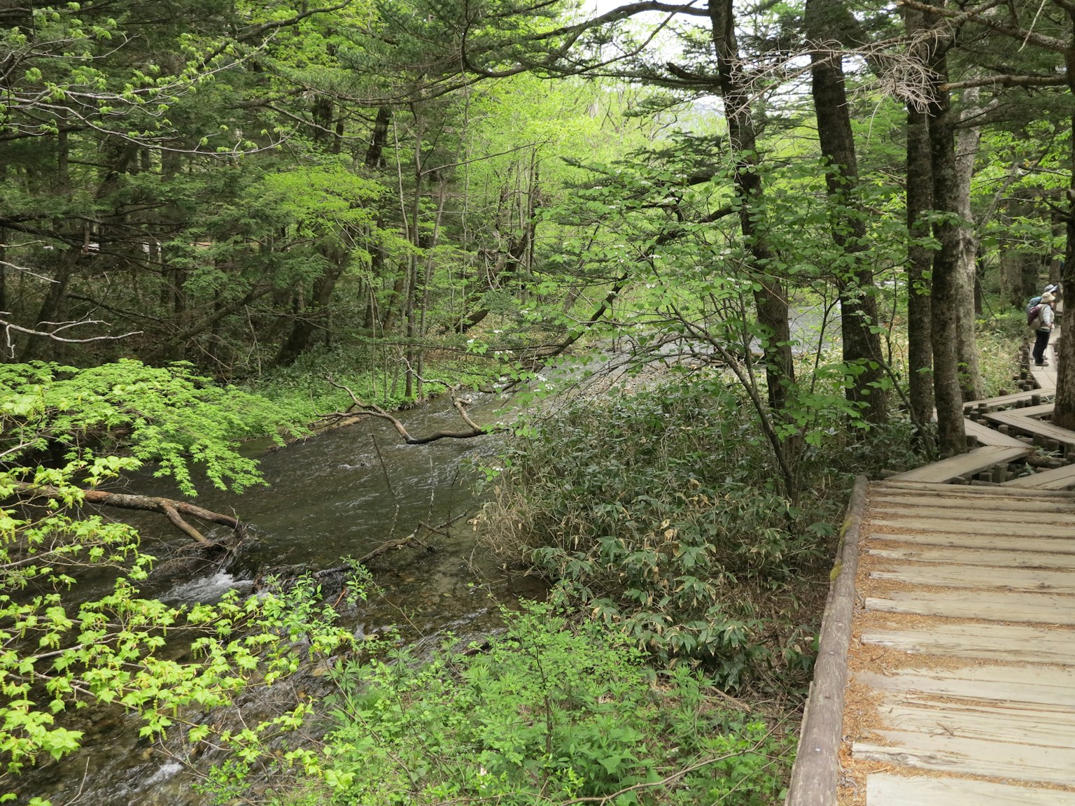 Sentier à travers une forêt verdoyante à côté d'un ruisseau coulant