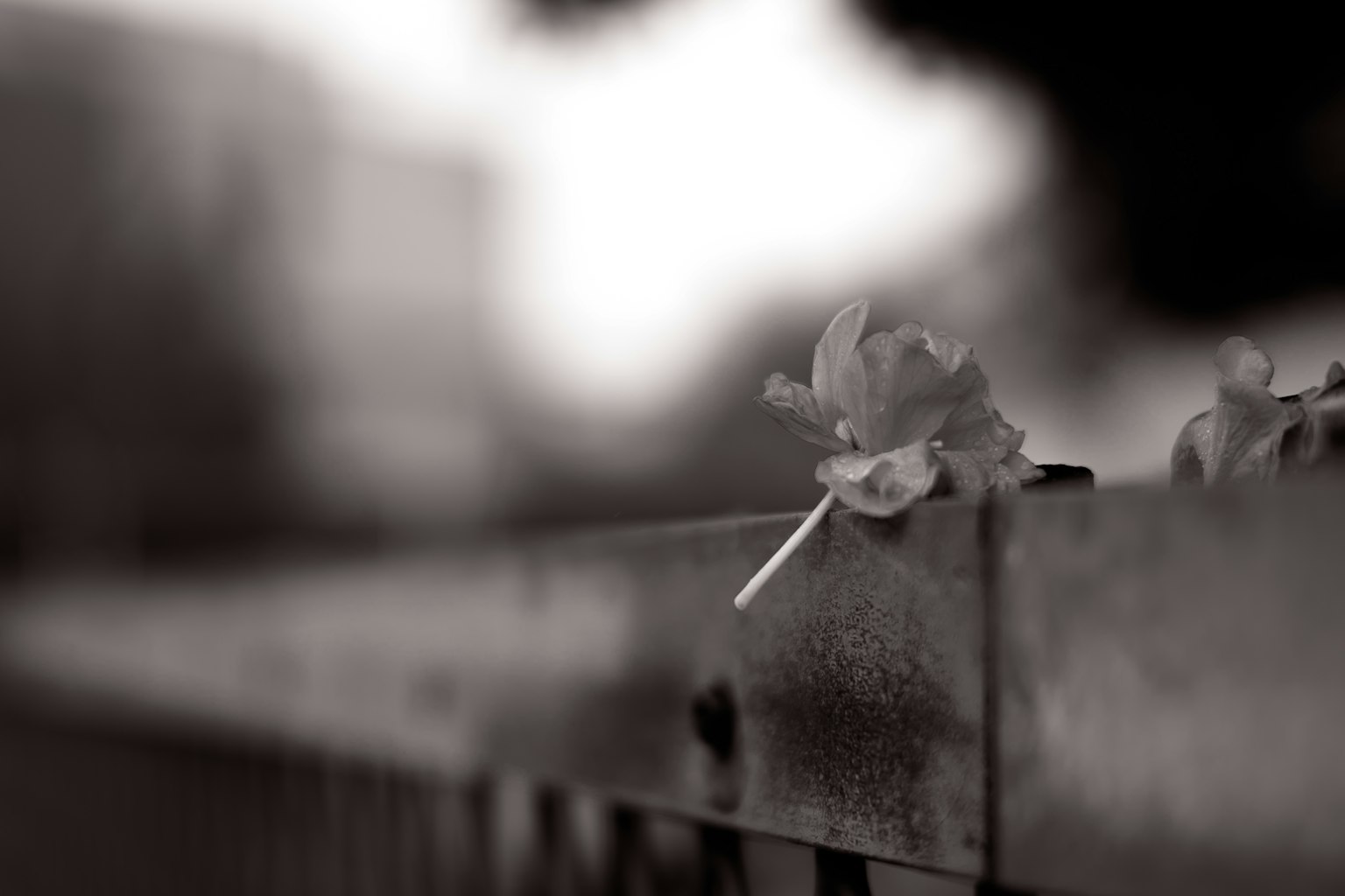 Petals resting on a fence in a black and white setting