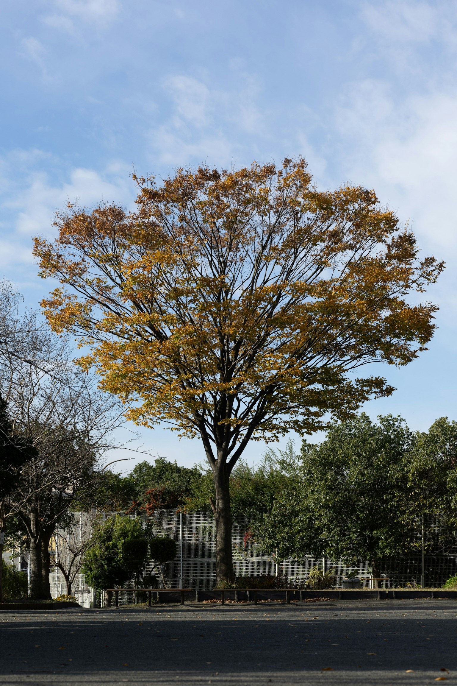 Grande albero con foglie autunnali contro un cielo blu