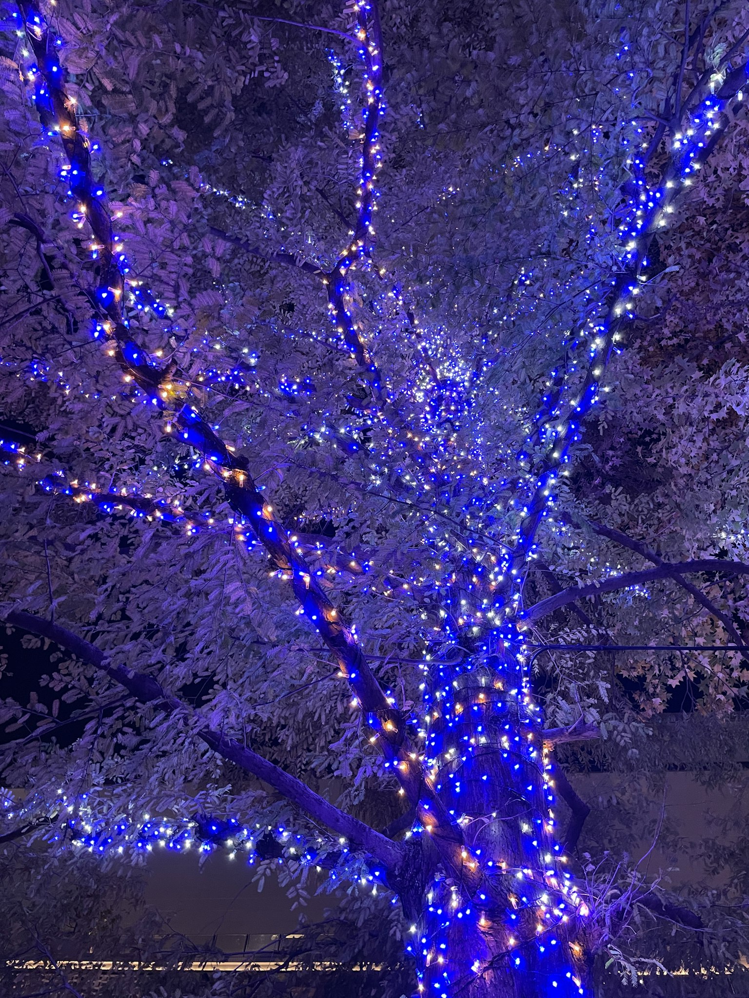 Rami d'albero adornati con luci blu scena notturna