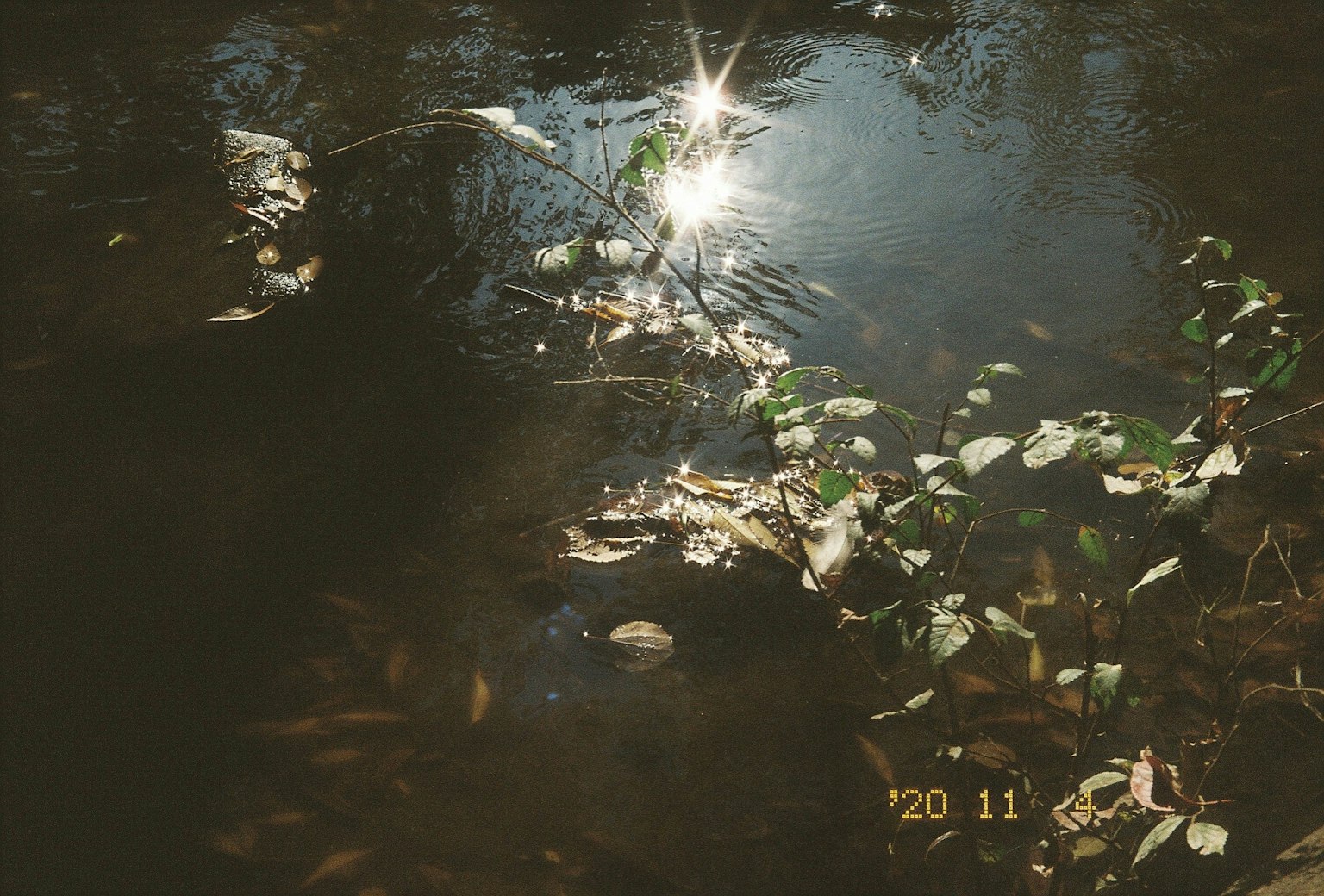 Un paesaggio acquatico sereno con la luce del sole che si riflette sulla superficie e foglie sparse