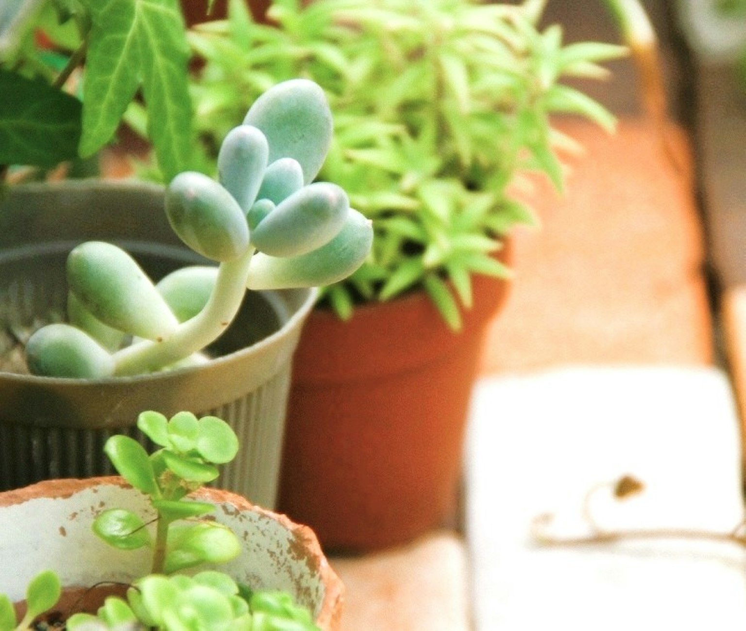 Une variété de plantes exposées sur une table avec une succulente