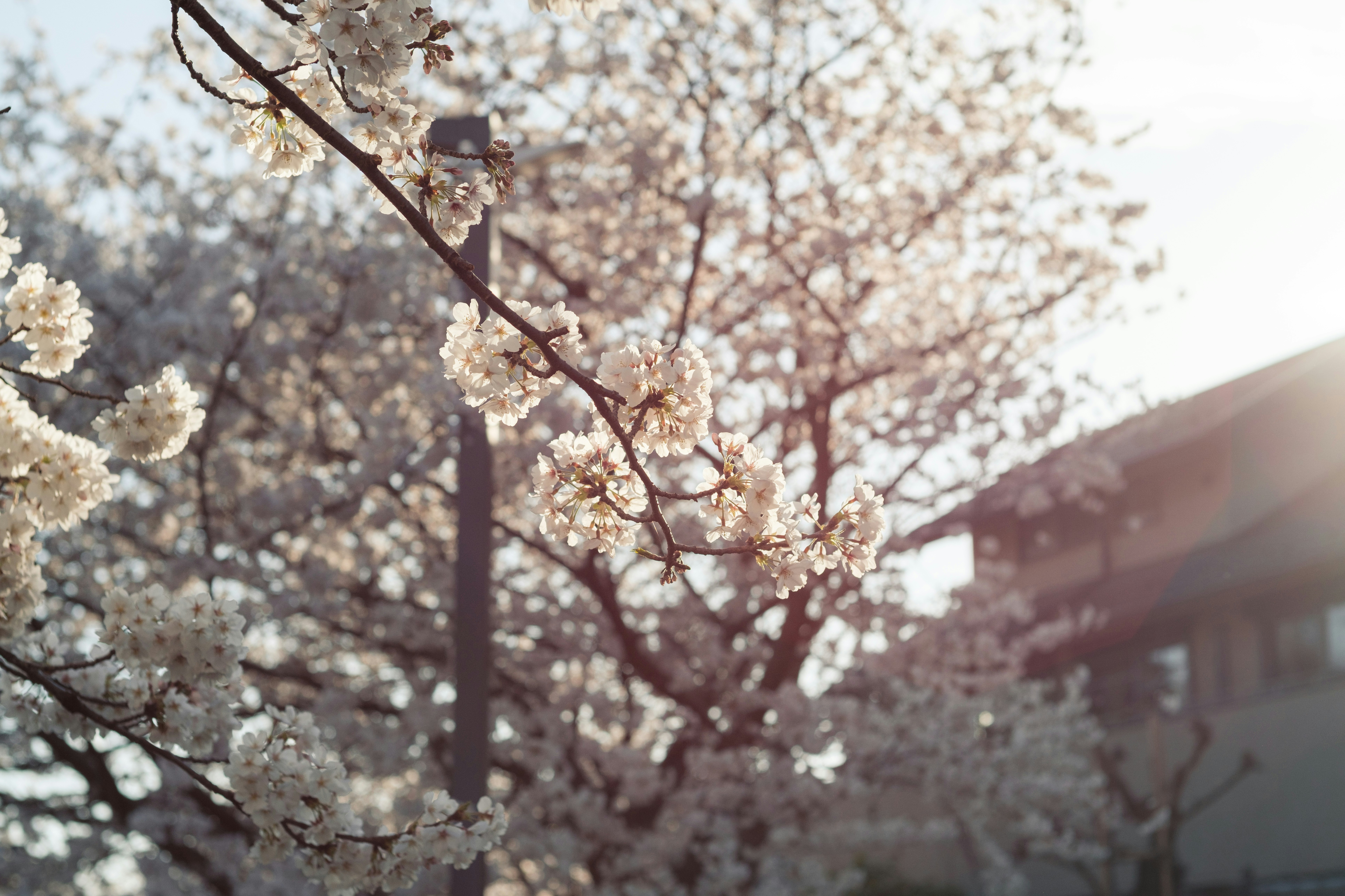 桜の花が咲く並木と春の木々の風景