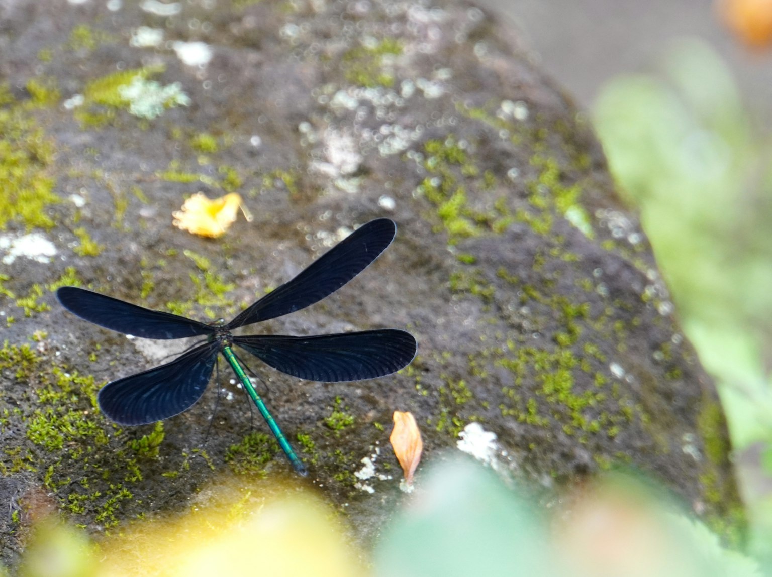 Una libellula nera che si posa su una roccia coperta di muschio