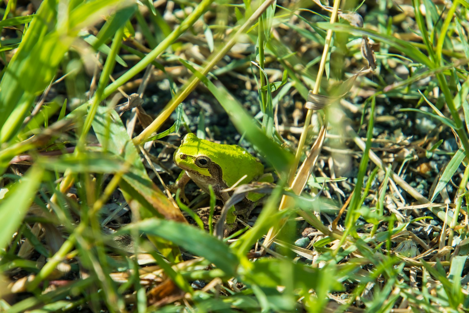 Une grenouille verte camouflée parmi l'herbe et le feuillage
