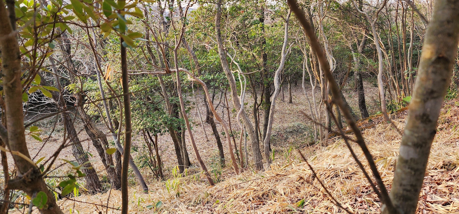 Pemandangan lembah berhutan dengan pepohonan jarang dan semak