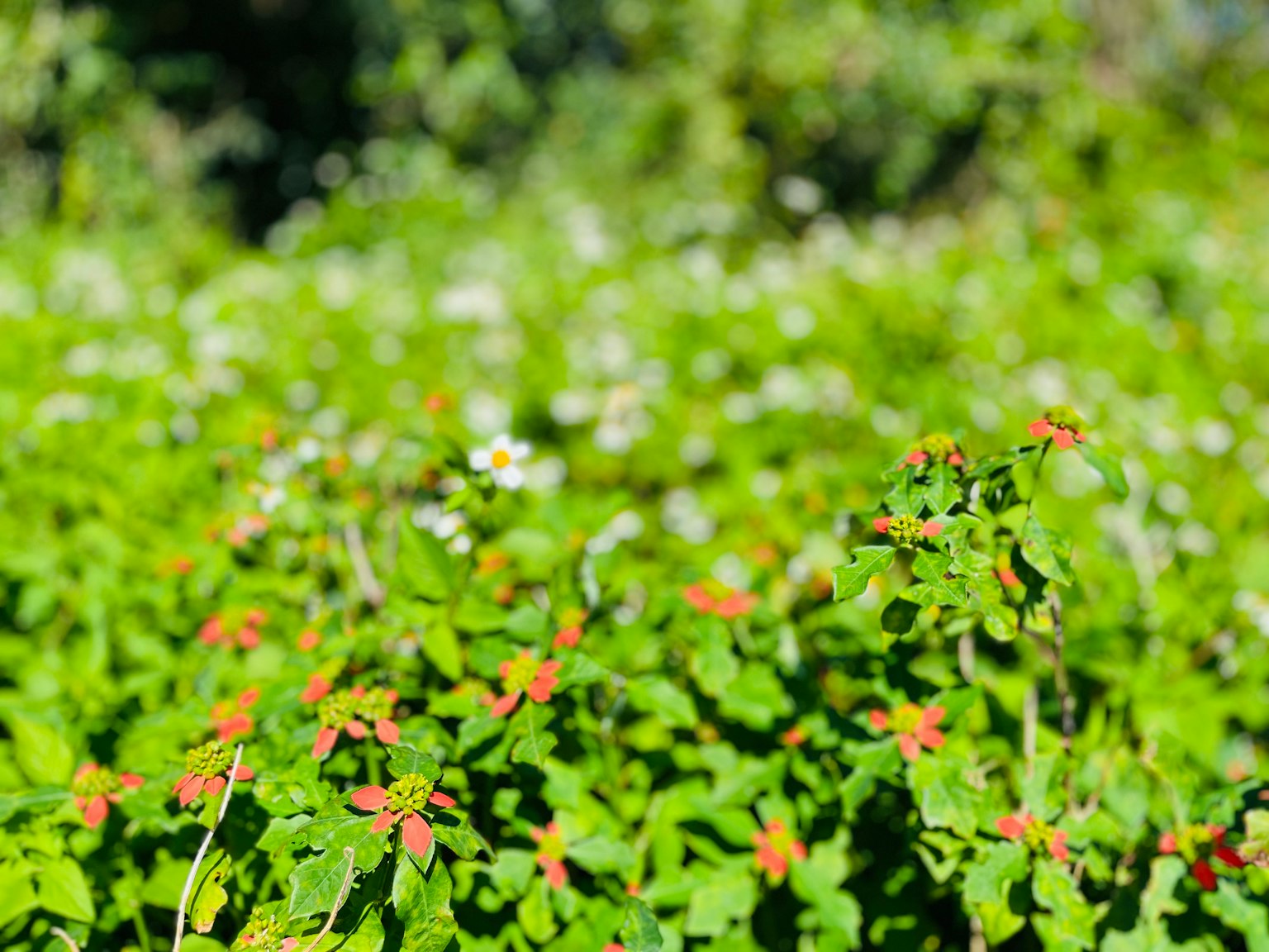 Nahaufnahme einer üppigen grünen Landschaft mit rotspitzen Blättern und weißen Blumen