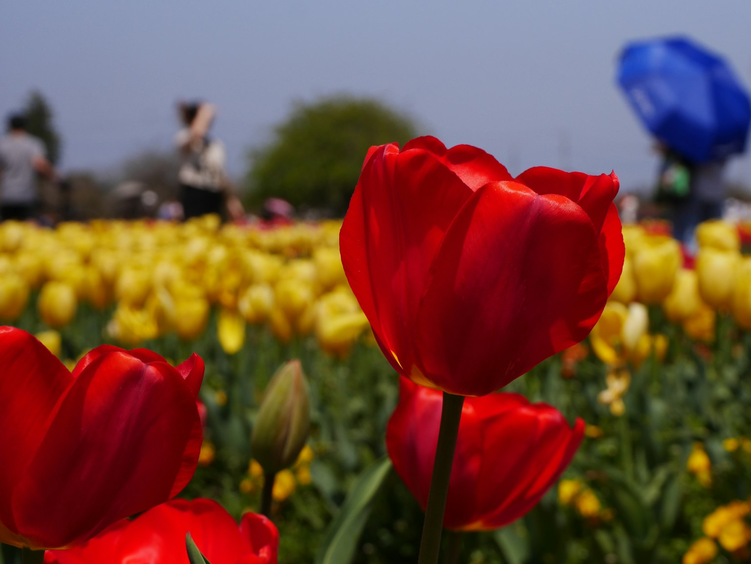 Nahaufnahme von lebhaften roten Tulpen in einem Feld mit gelben Tulpen