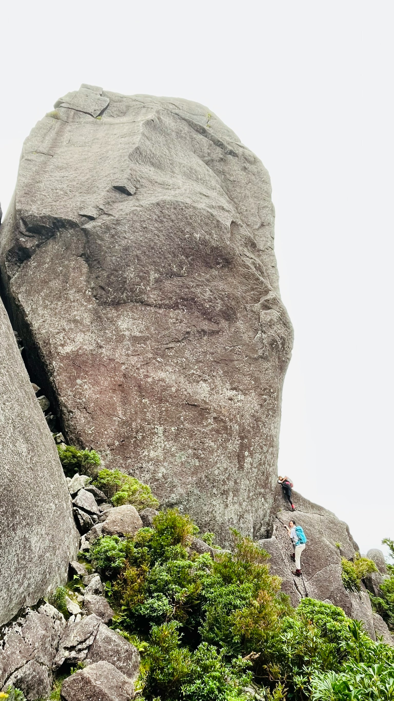 A climber ascending a large rock surrounded by lush greenery