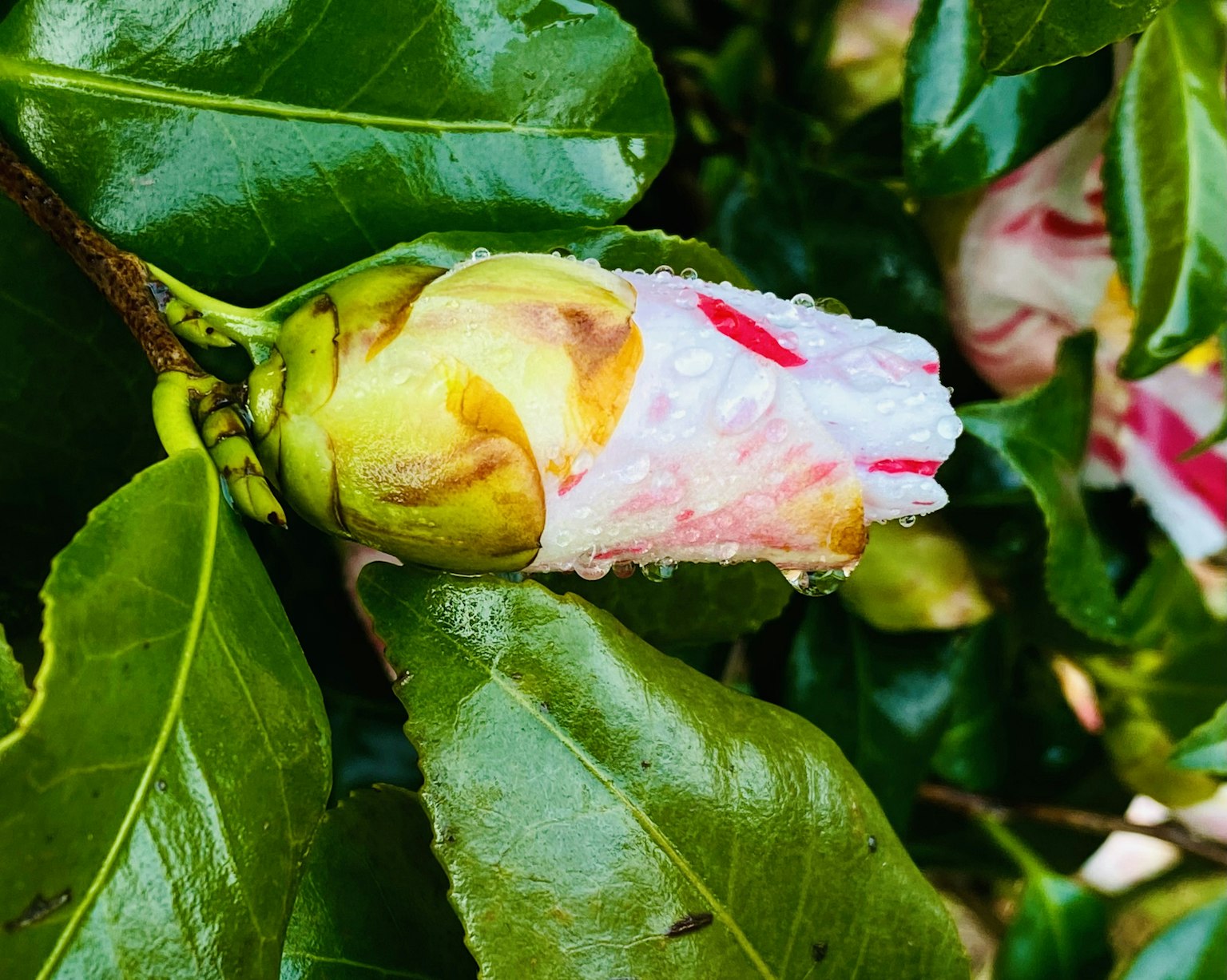 覆盖水滴的山茶花花蕾和绿色叶子