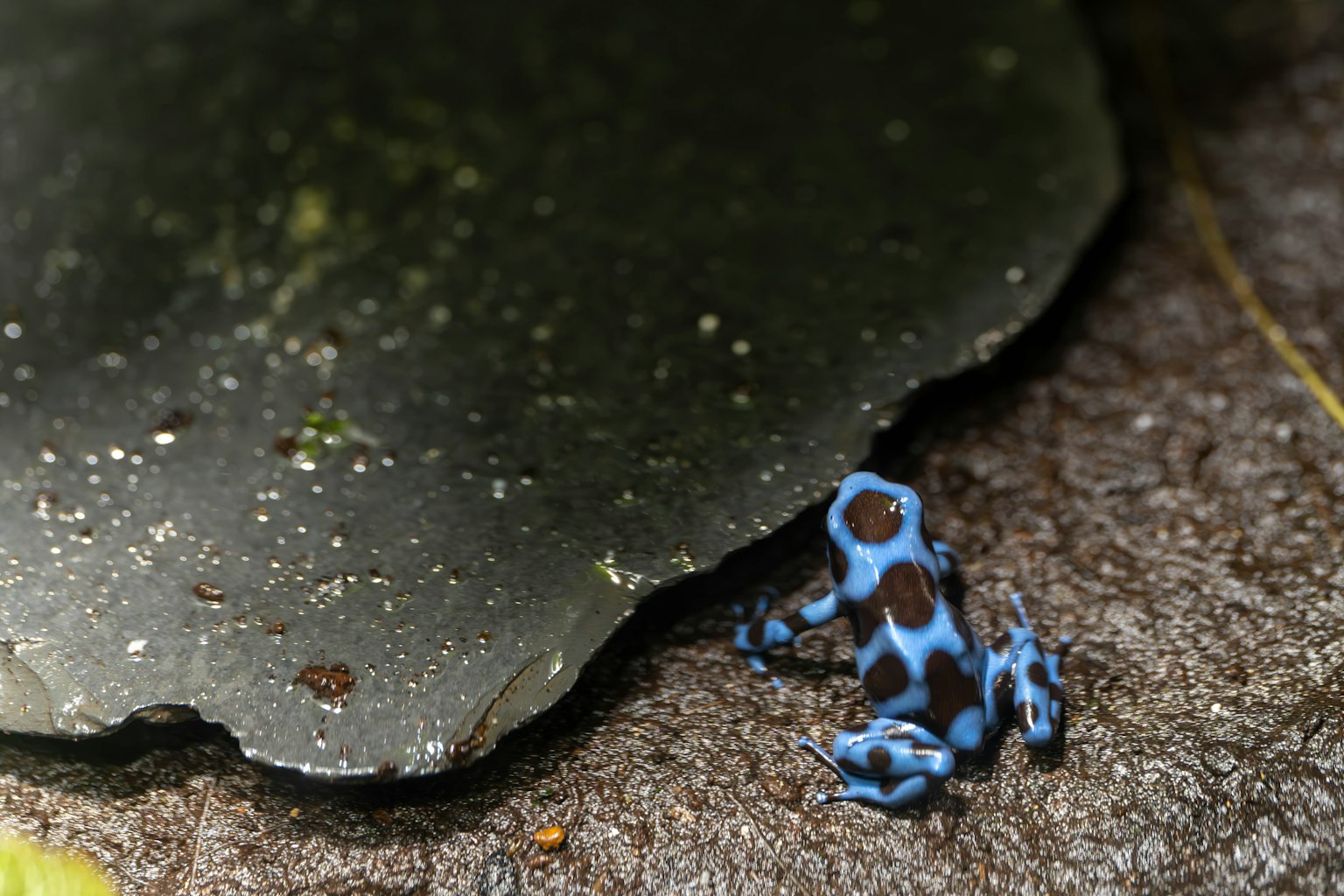 Petite grenouille bleue et noire sur une roche