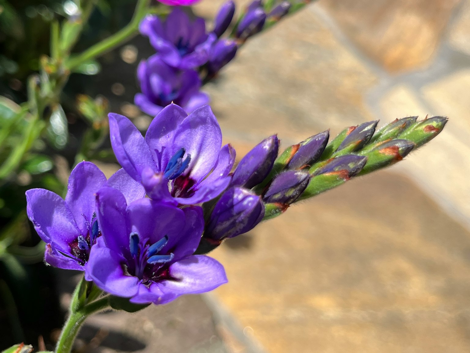 Primer plano de flores moradas vibrantes con capullos alargados