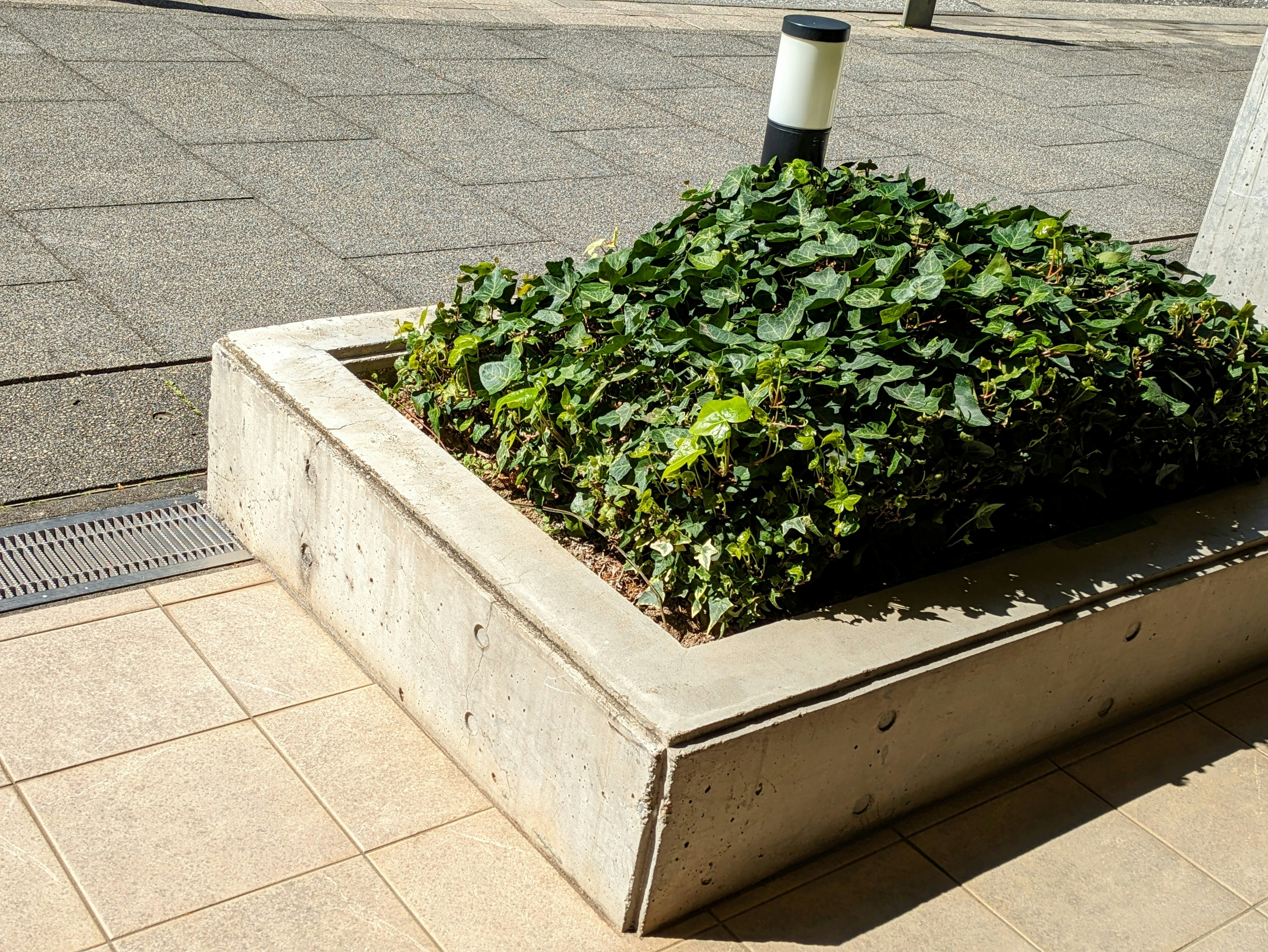 コンクリートの植栽枡に茂るツタとセイヨウキヅタの植物
