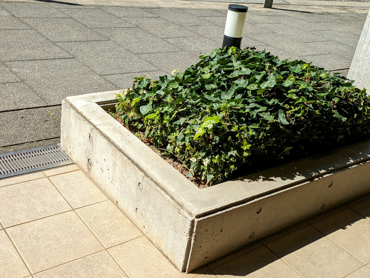 Concrete planter filled with lush green plants