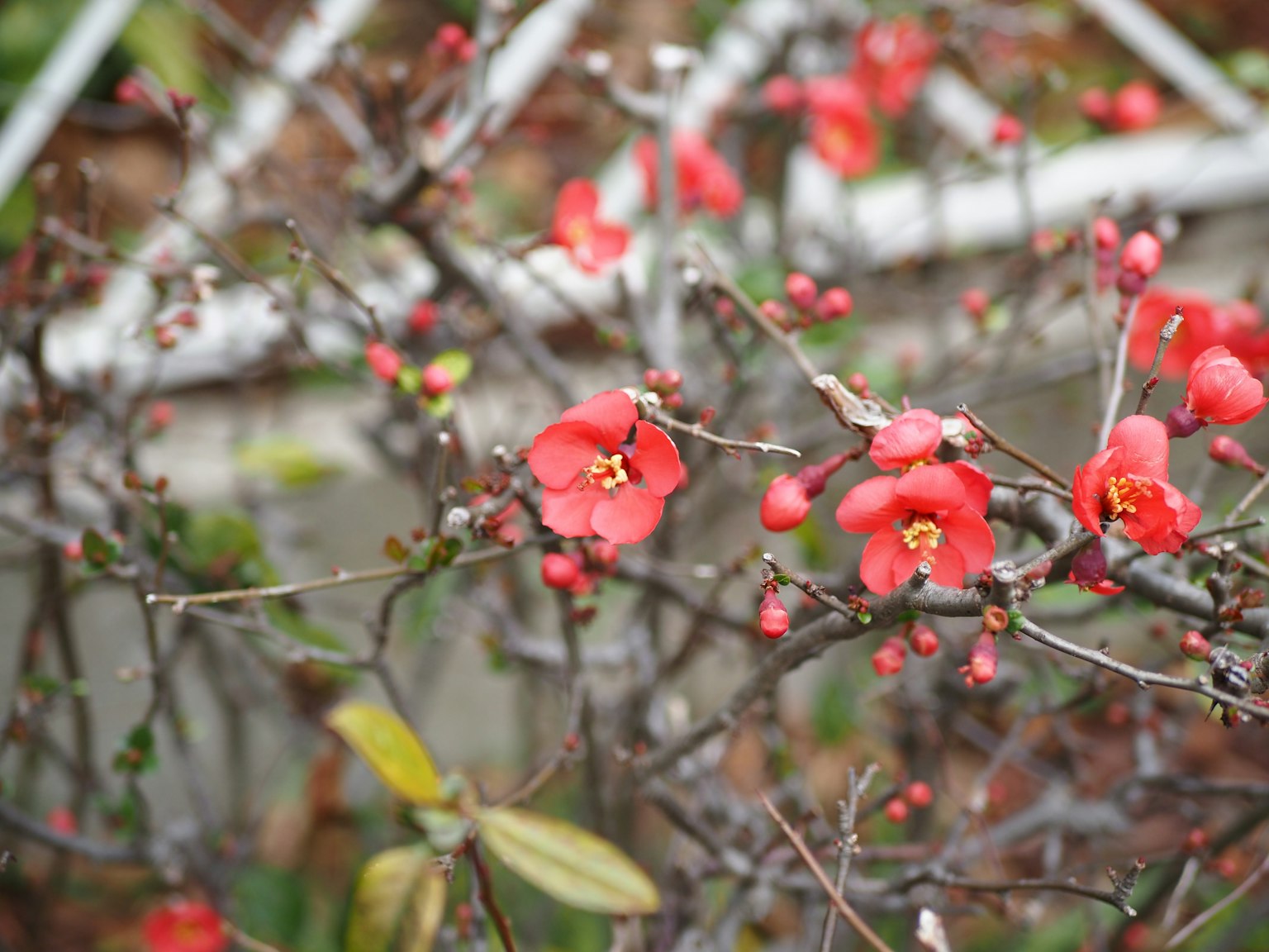 Branche de cognassier en fleurs avec des fleurs rouges vives et des bourgeons