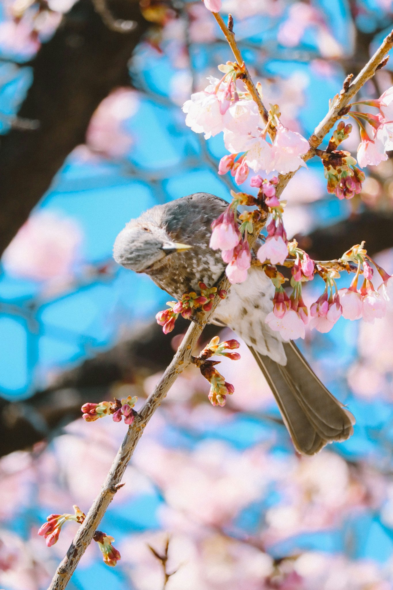 青空の下の桜の枝にとまる小鳥