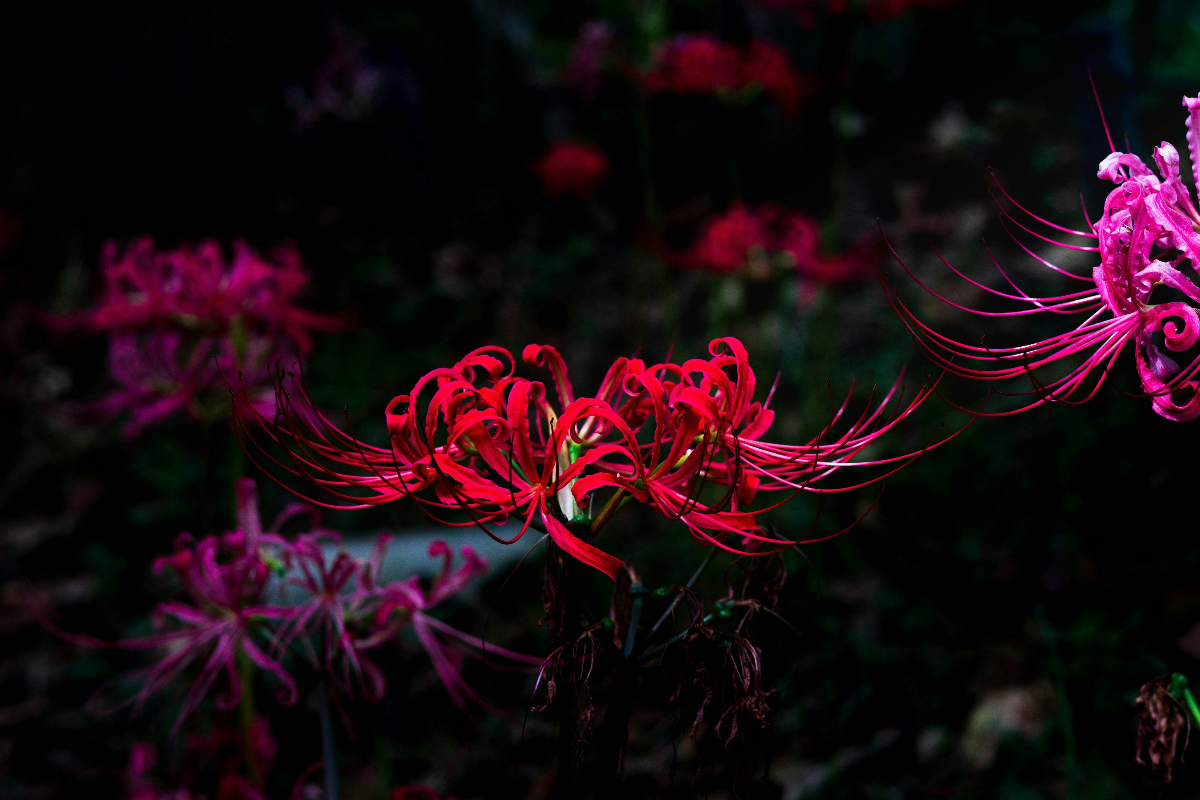 暗い背景に浮かぶ彼岸花の花と糸状の花弁