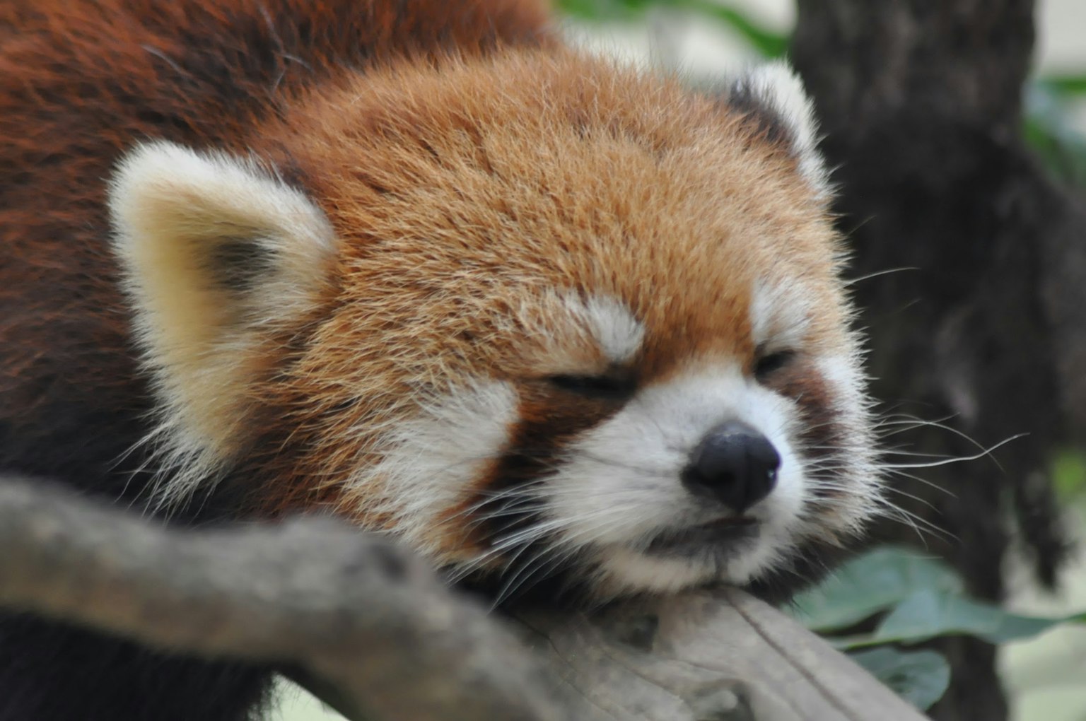 眠っているレッサーパンダの顔が枝の上に横たわっている