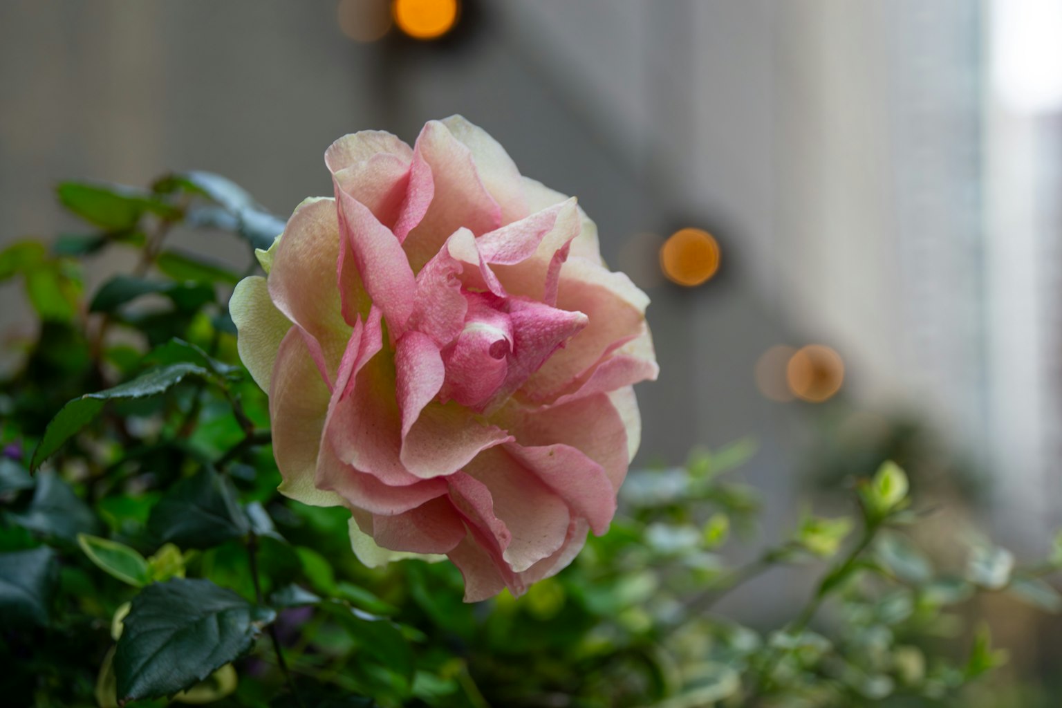Una rosa rosa pallido che fiorisce tra foglie verdi con luci arancioni sfocate sullo sfondo