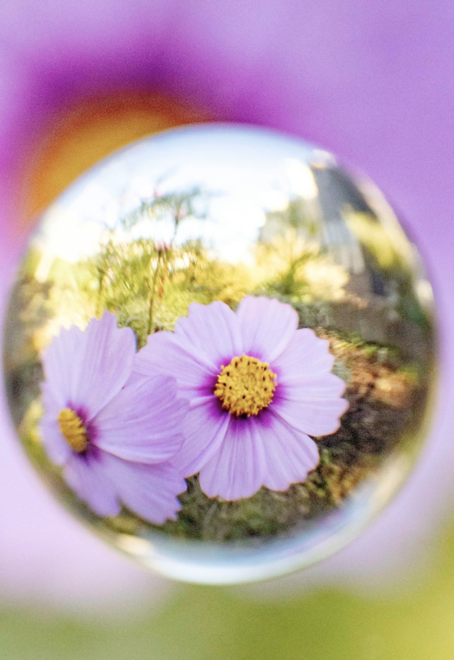 Foto di fiori viola riflessi in una sfera trasparente