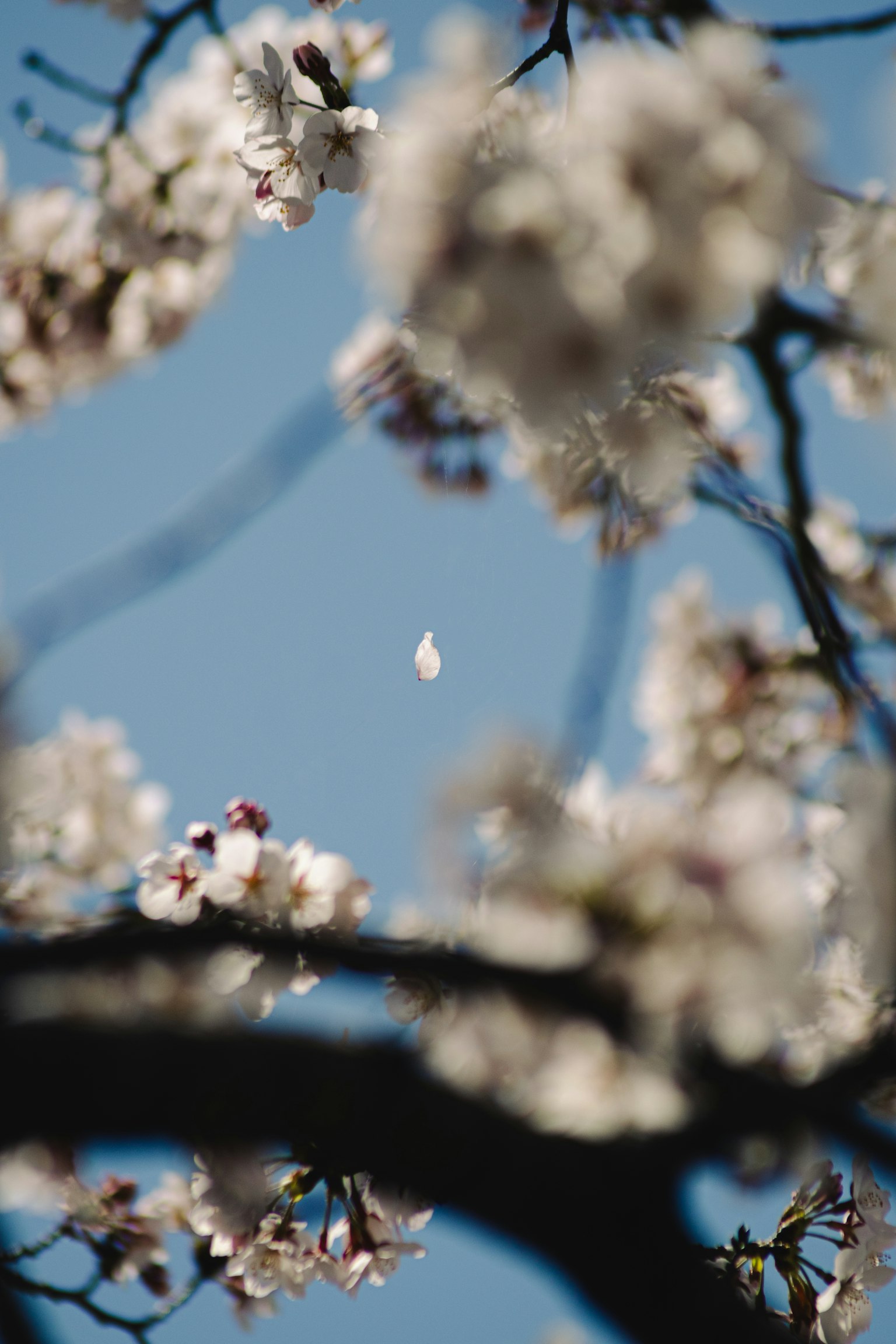 Close-up of cherry blossoms against a blue sky