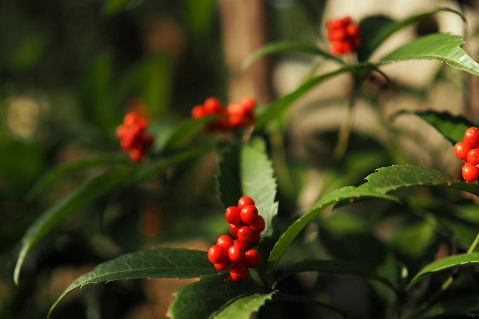 Nahaufnahme einer Pflanze mit roten Beeren und grünen Blättern
