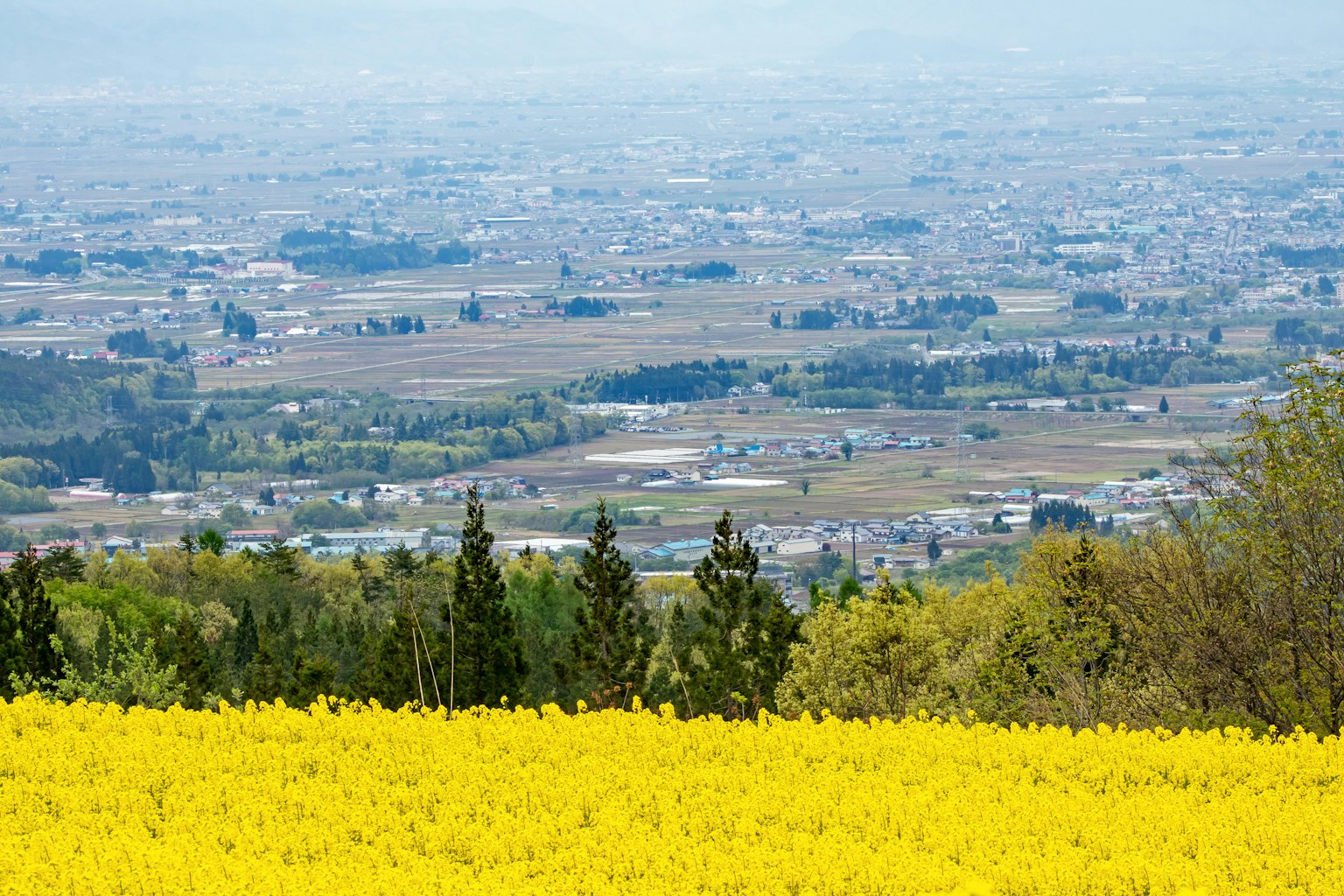 ทุ่งดอกไม้สีเหลืองสดใสพร้อมวิวทิวทัศน์แบบพาโนรามา