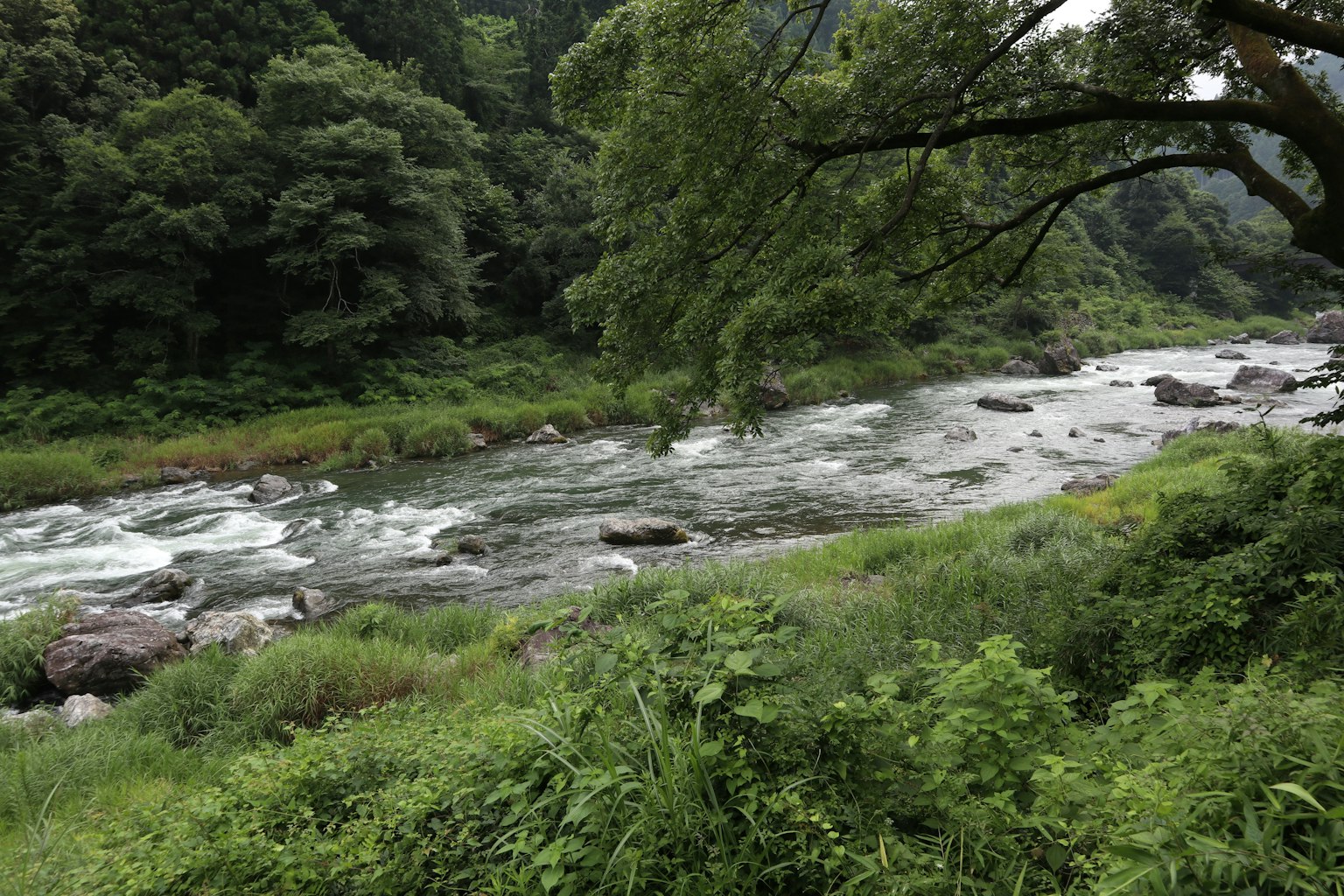 郁郁葱葱的河流景观，水流湍急