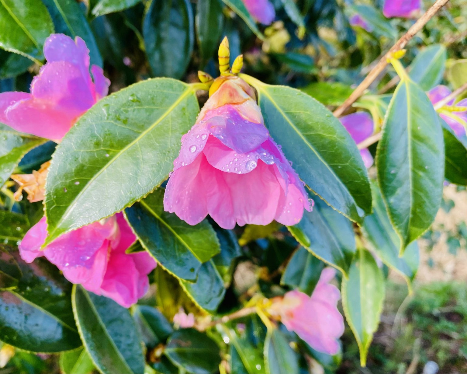 Primo piano di un fiore di camelia con petali rosa vivaci e foglie verdi