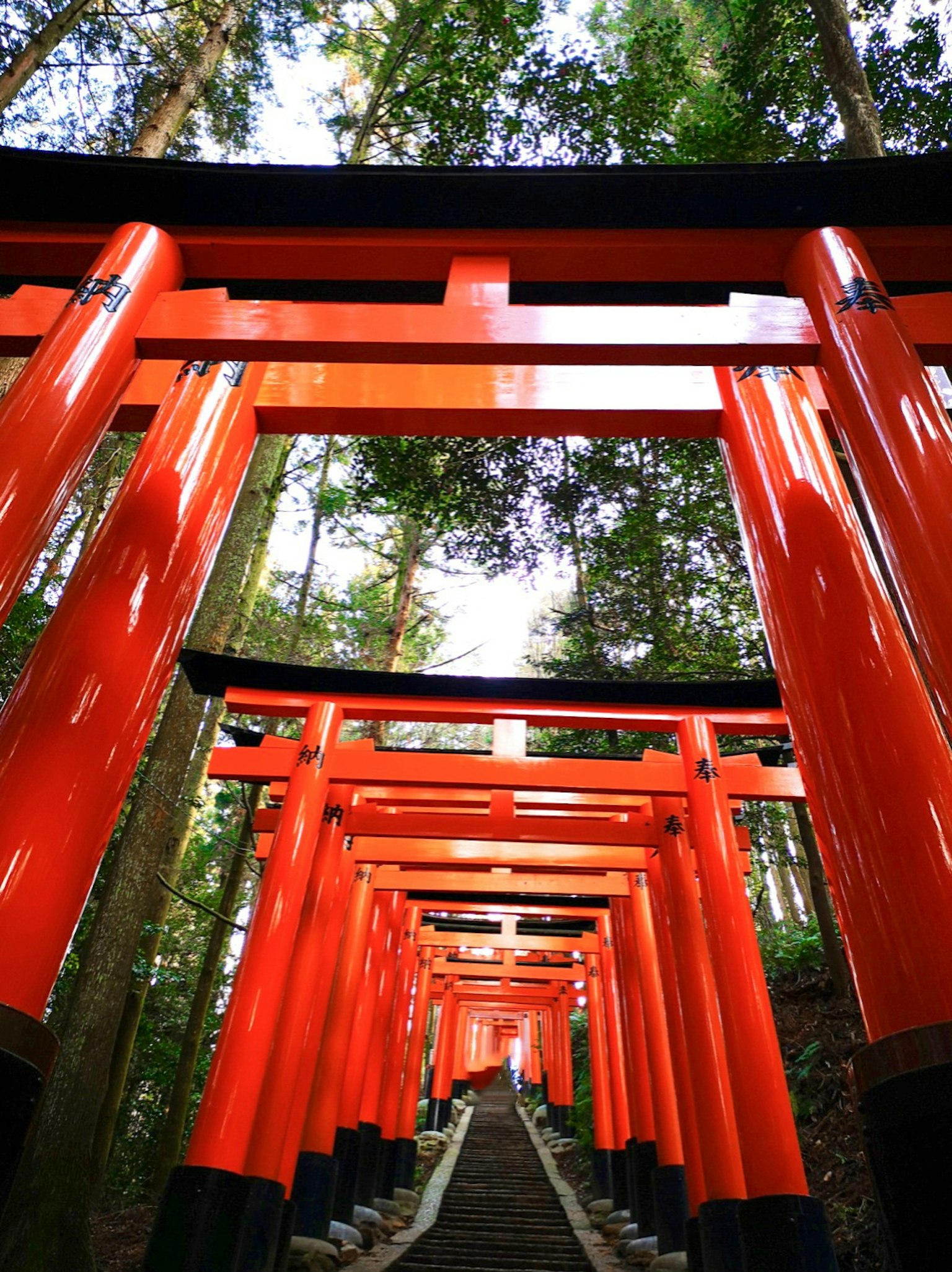Pathway lined with vibrant red torii gates in a forest