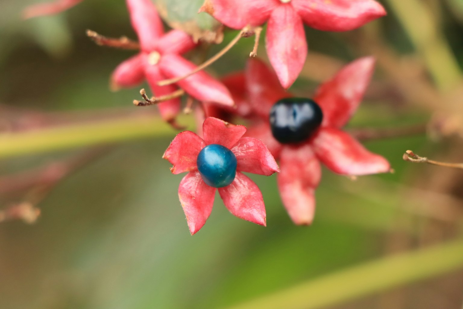 Kedekatan bunga merah dengan buah biru dan hitam