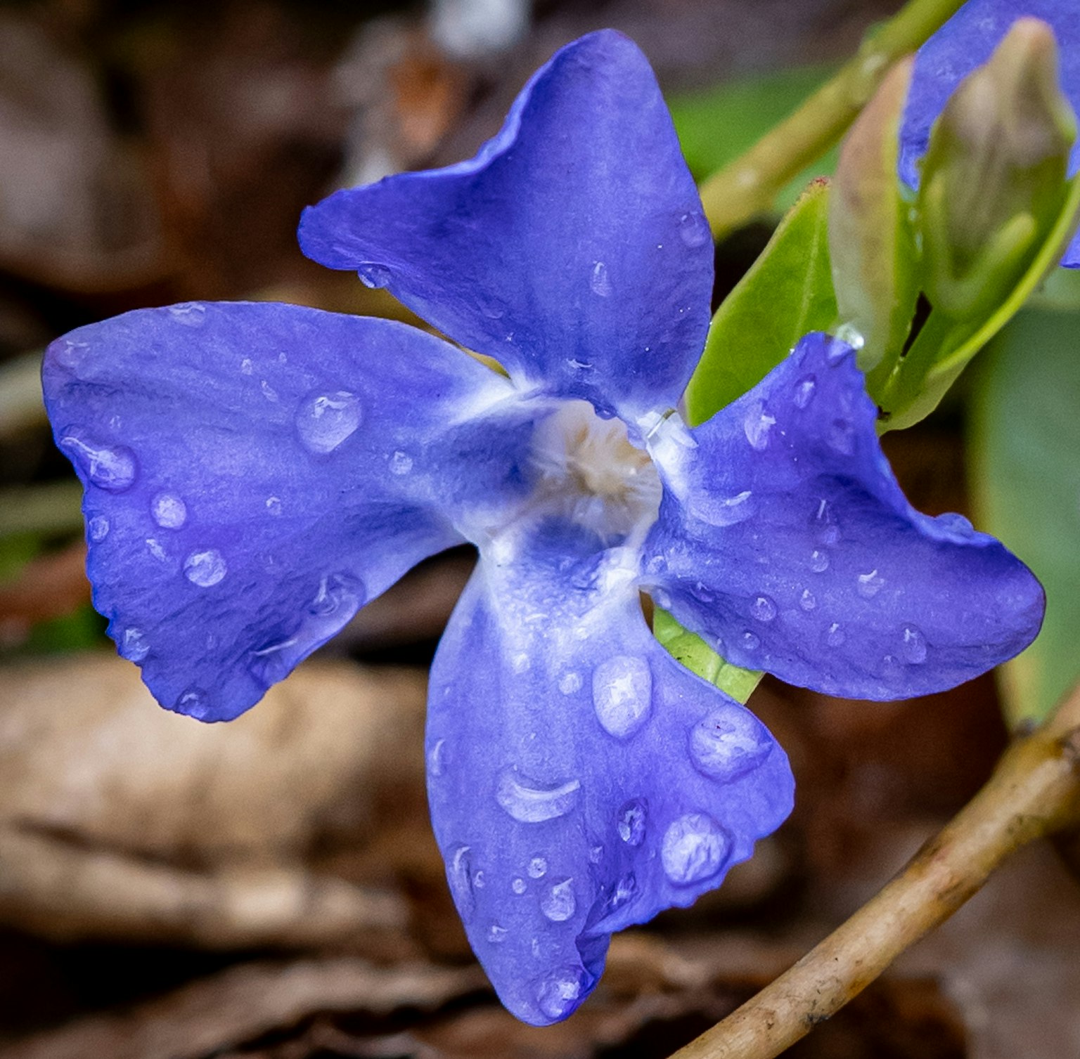 Primo piano di un fiore blu con gocce d'acqua sui petali