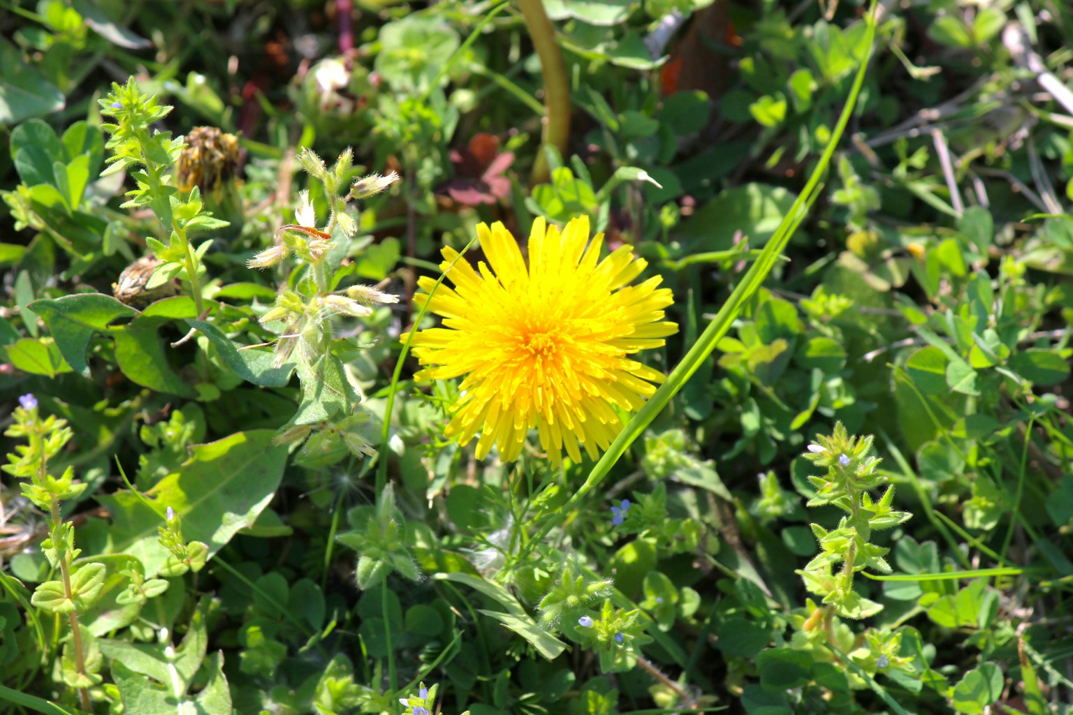 Bunga dandelion kuning mekar di antara rumput hijau